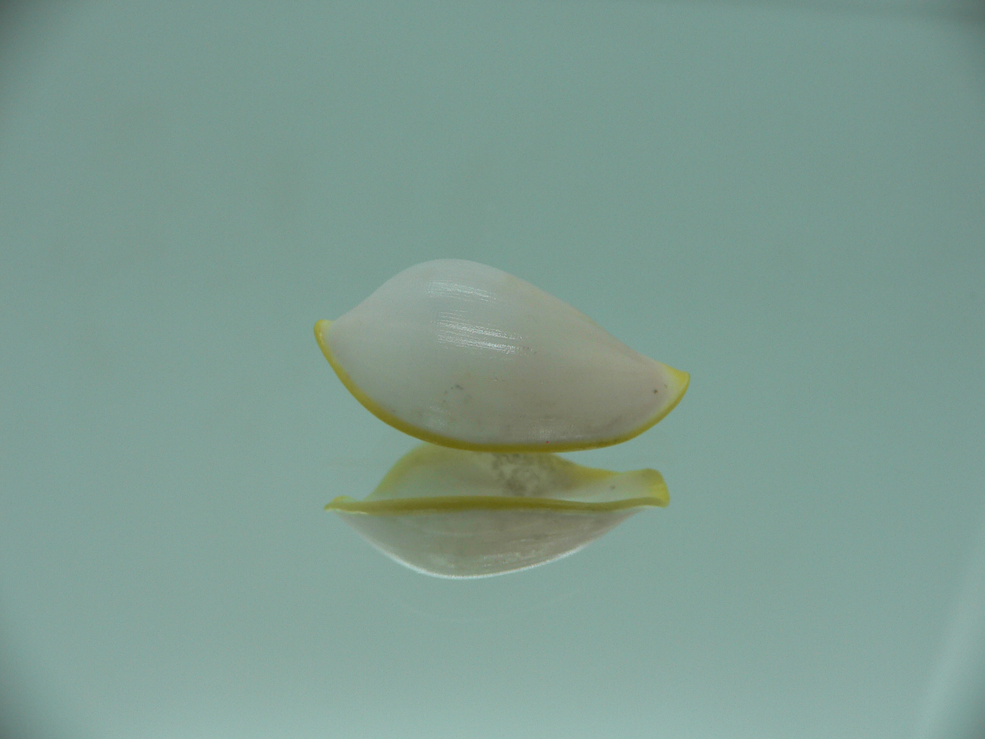 Contrasimnia xanthochila 6