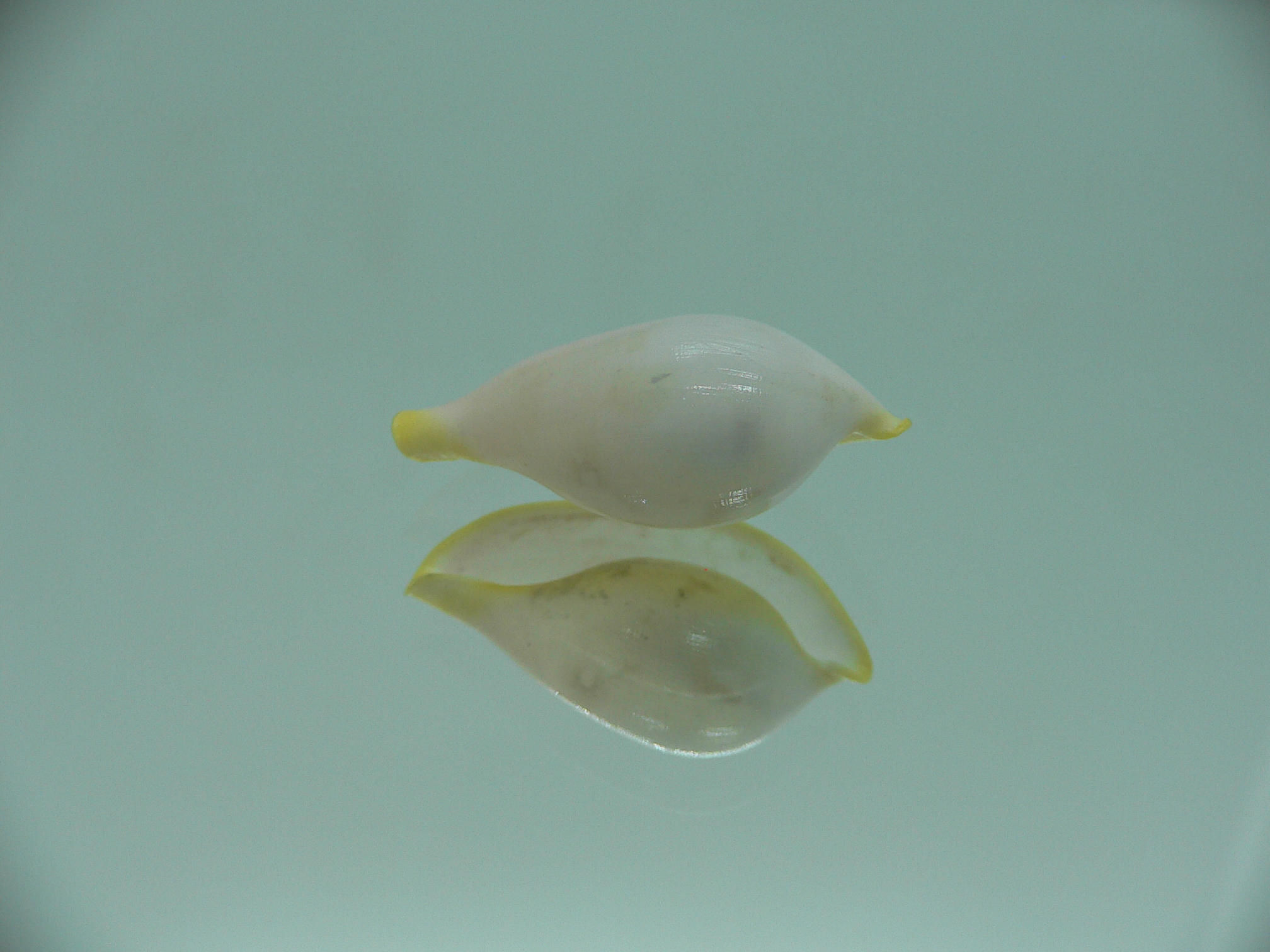 Contrasimnia xanthochila 6