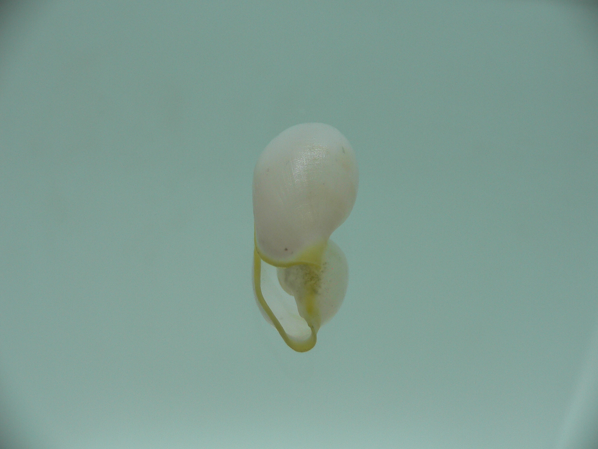 Contrasimnia xanthochila 6