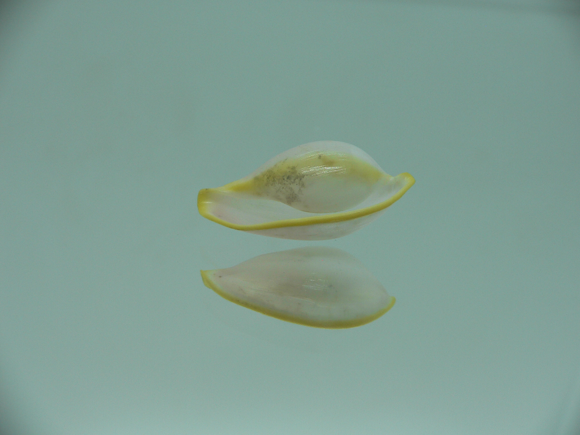 Contrasimnia xanthochila 6