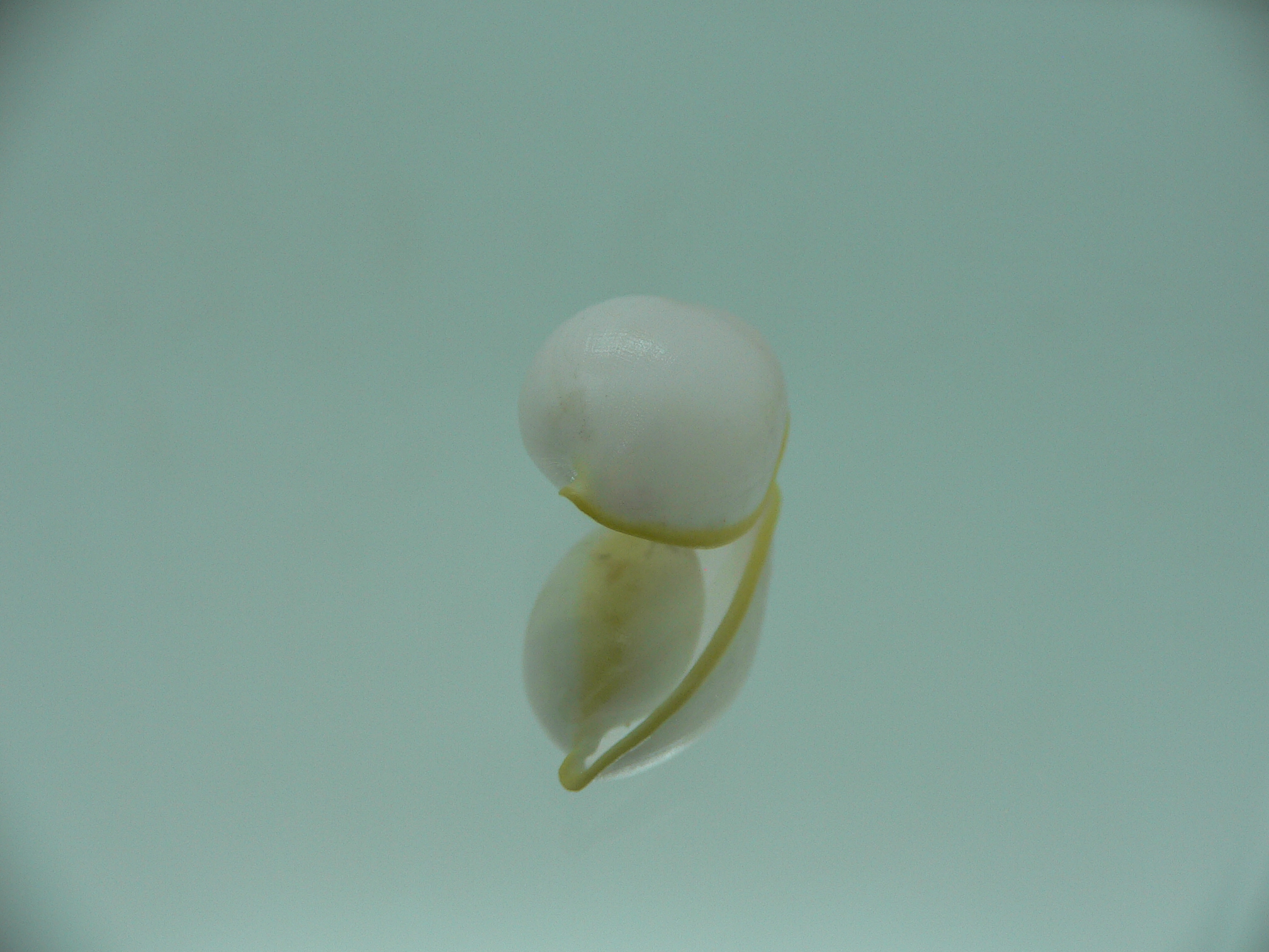 Contrasimnia xanthochila 6