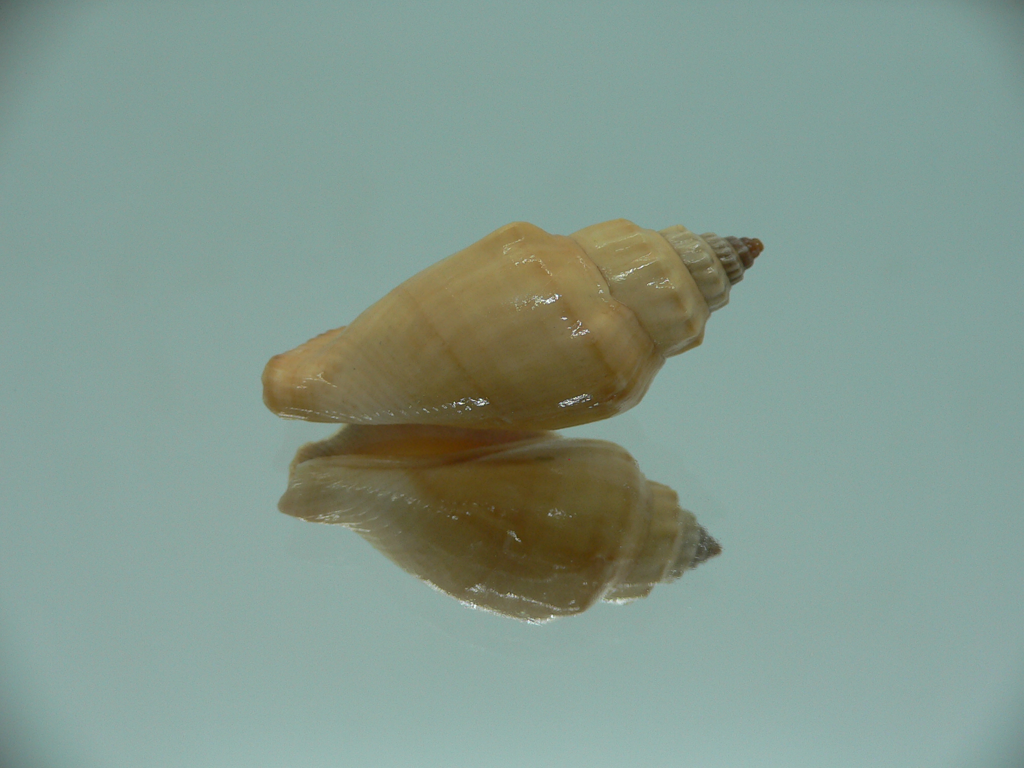 Canarium mutabile YELLOW