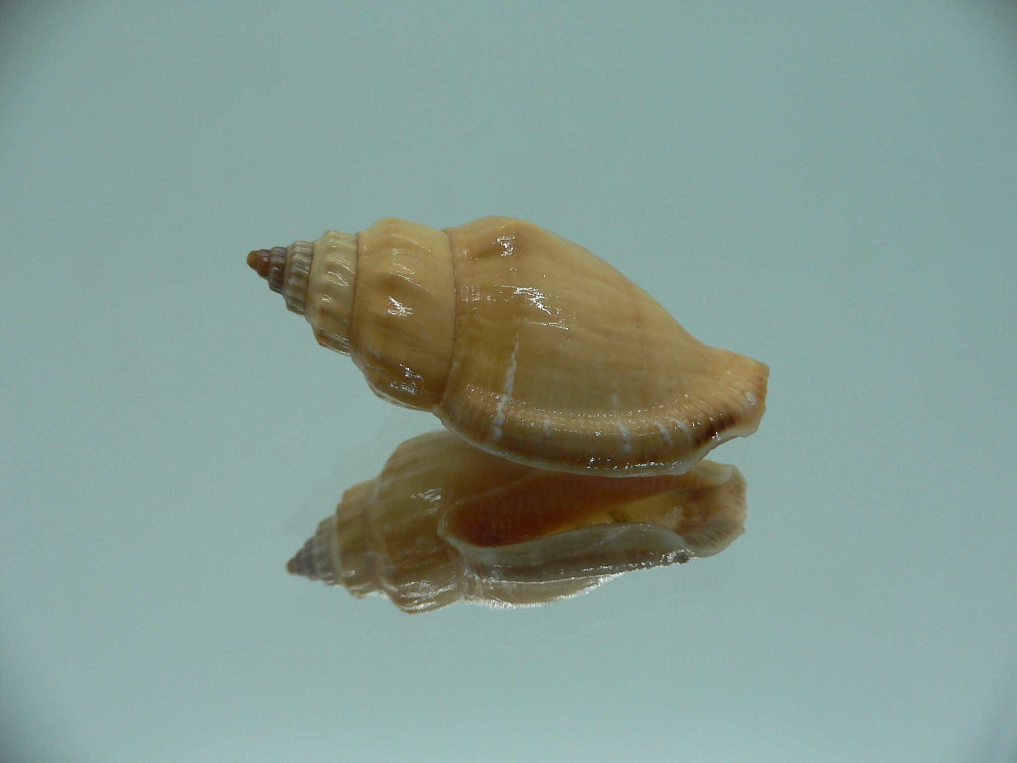 Canarium mutabile YELLOW