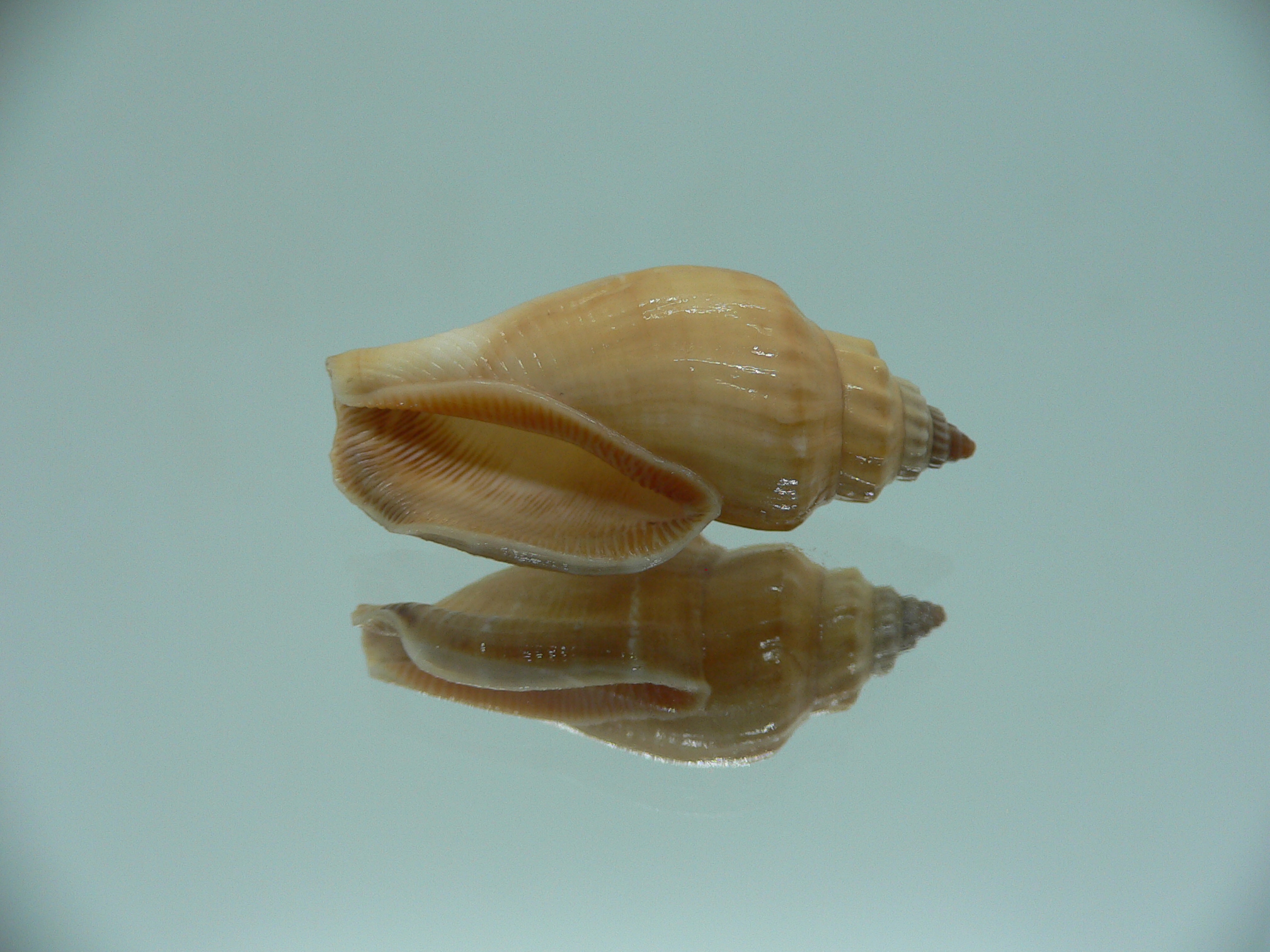 Canarium mutabile YELLOW