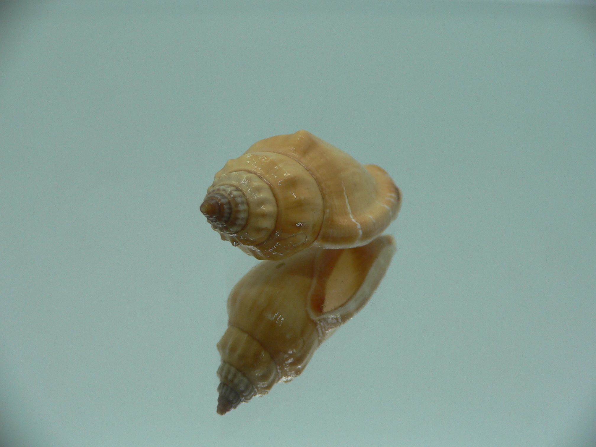 Canarium mutabile YELLOW