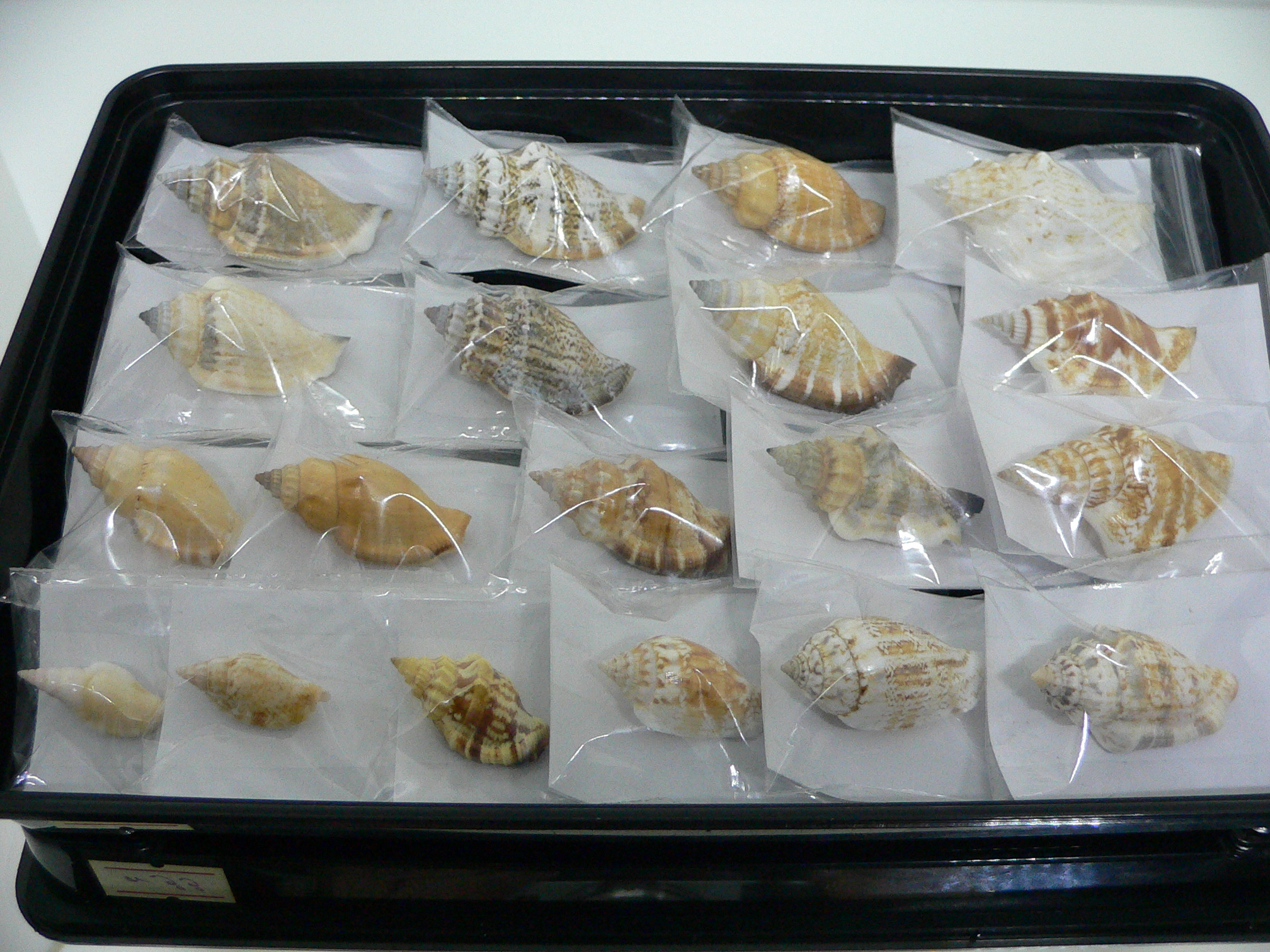 Canarium mutabile YELLOW