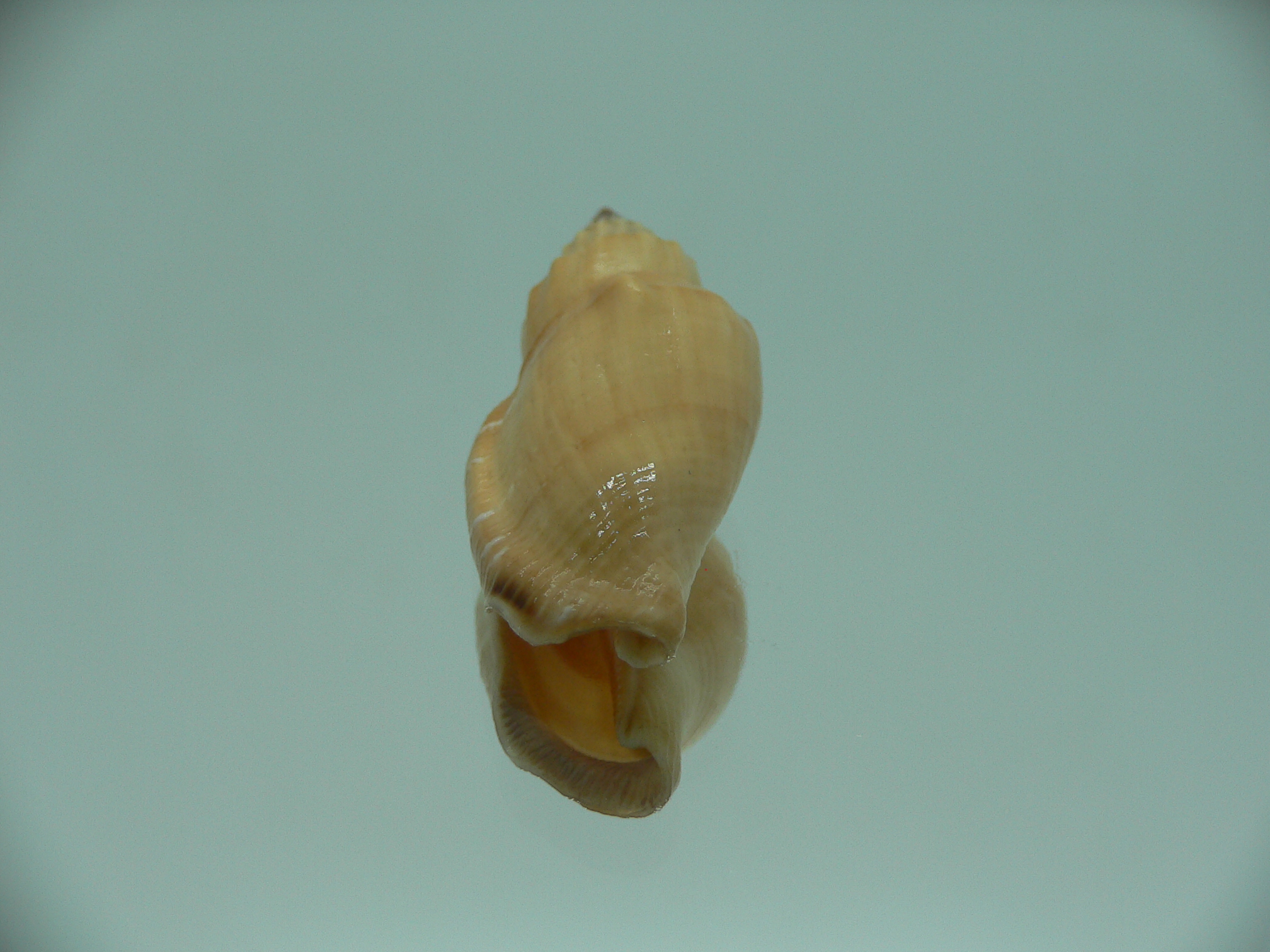 Canarium mutabile YELLOW