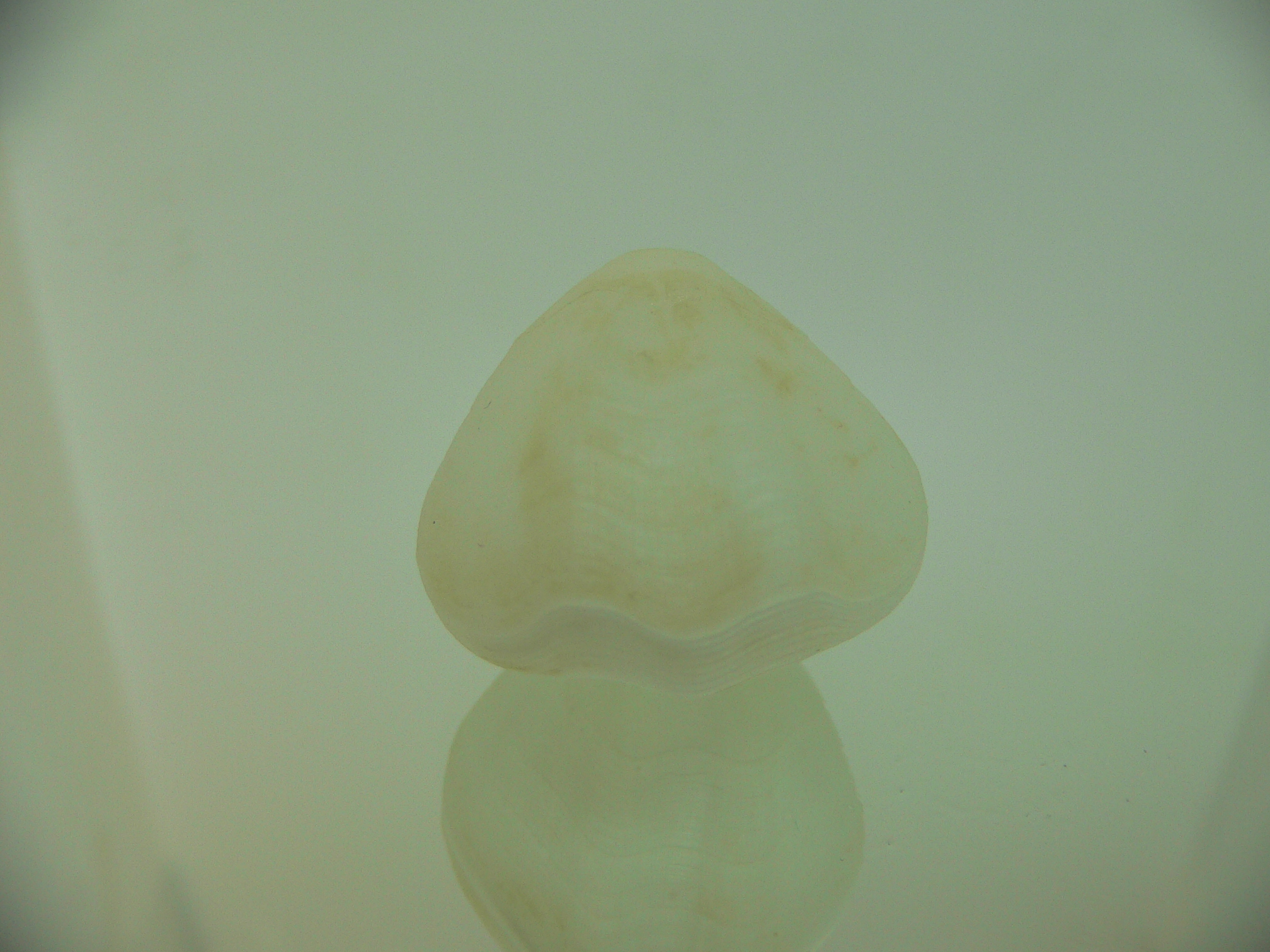Campages cf. furcifera WIDE