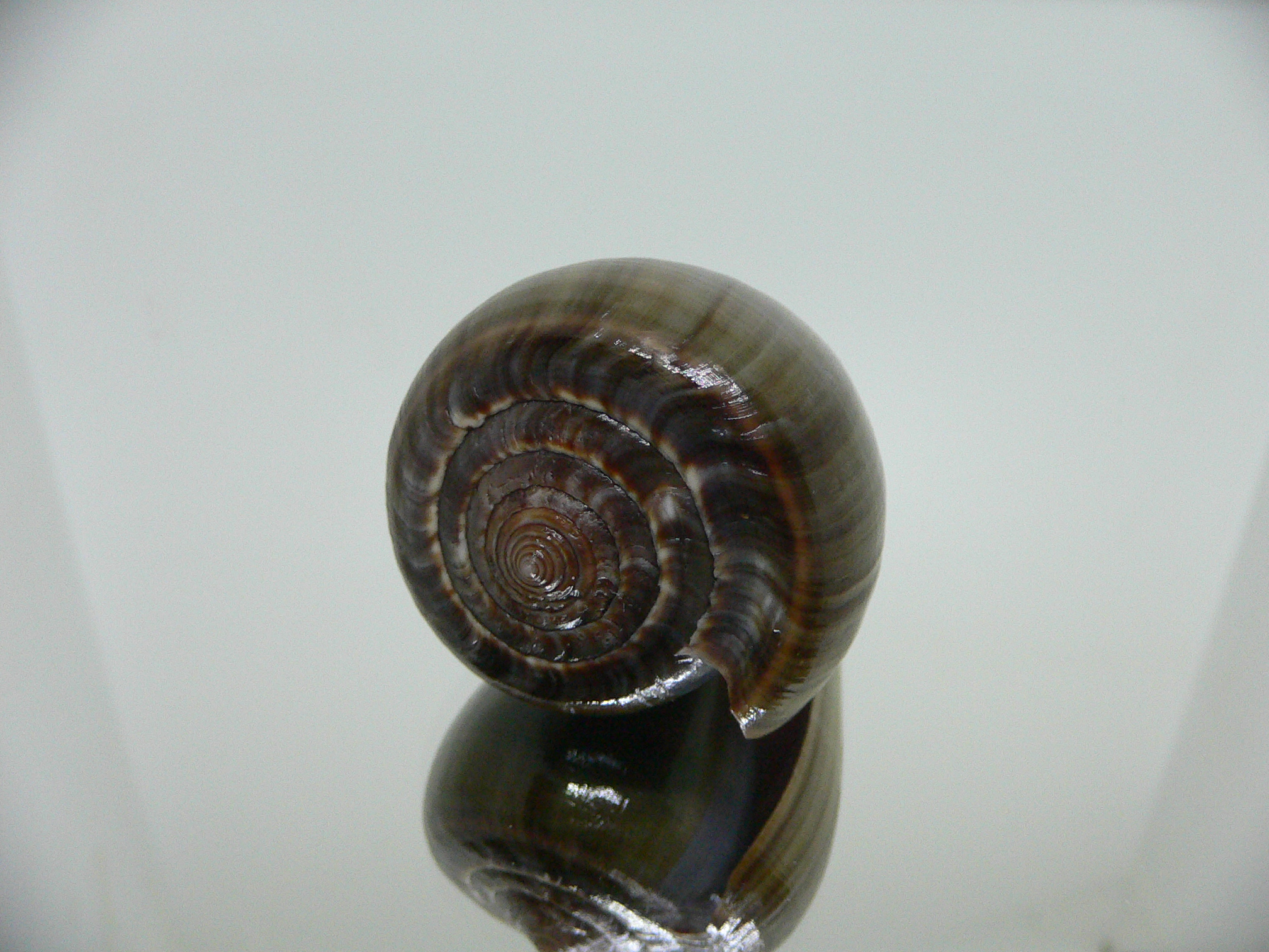 Conus loroisii