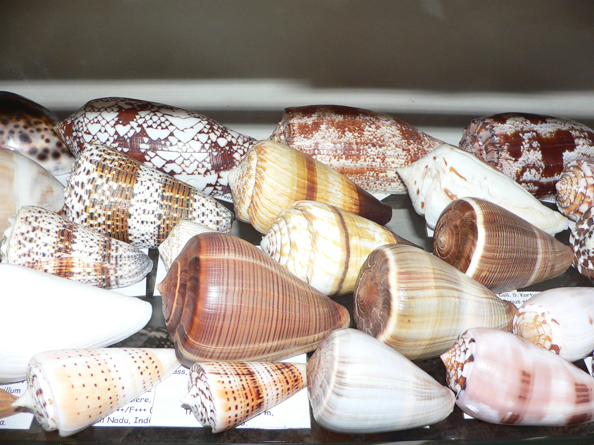 Conus loroisii