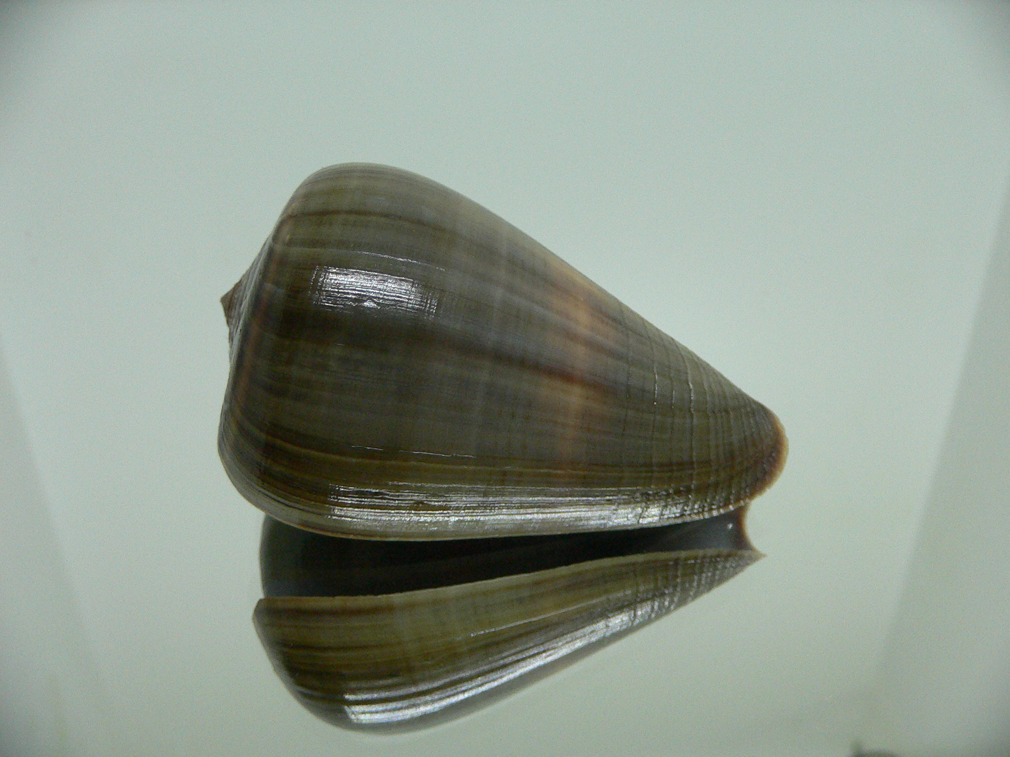 Conus loroisii