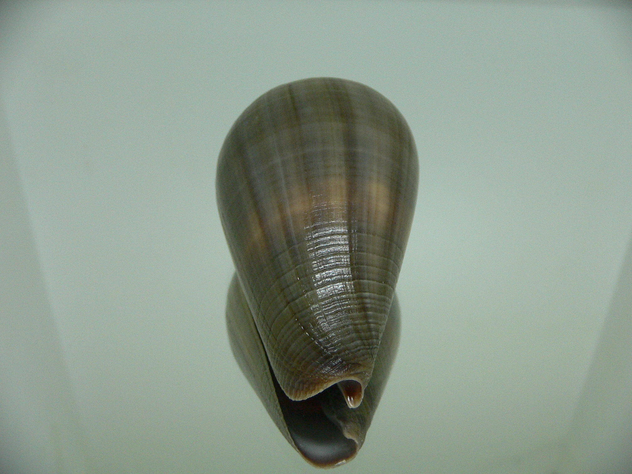 Conus loroisii