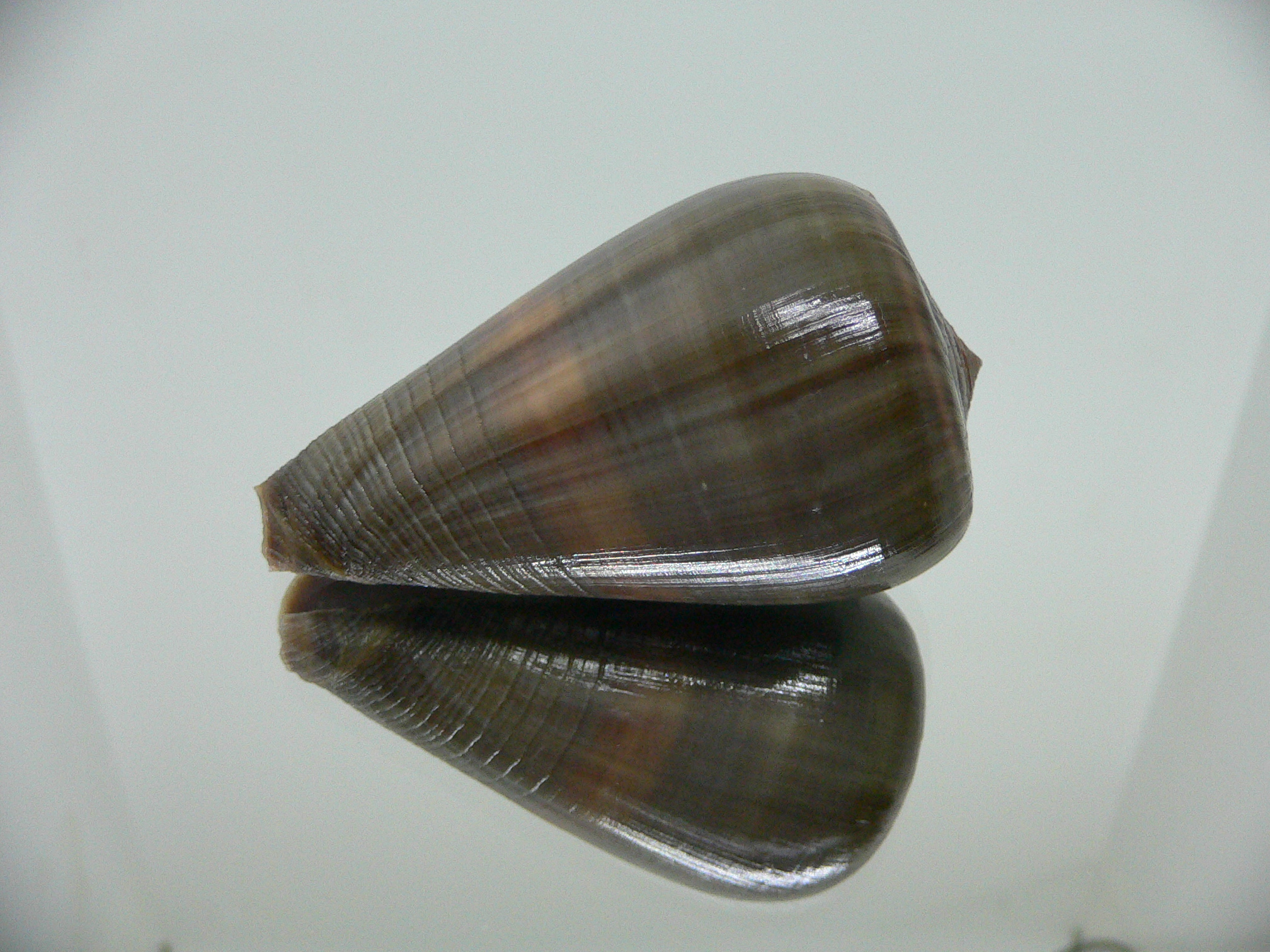 Conus loroisii