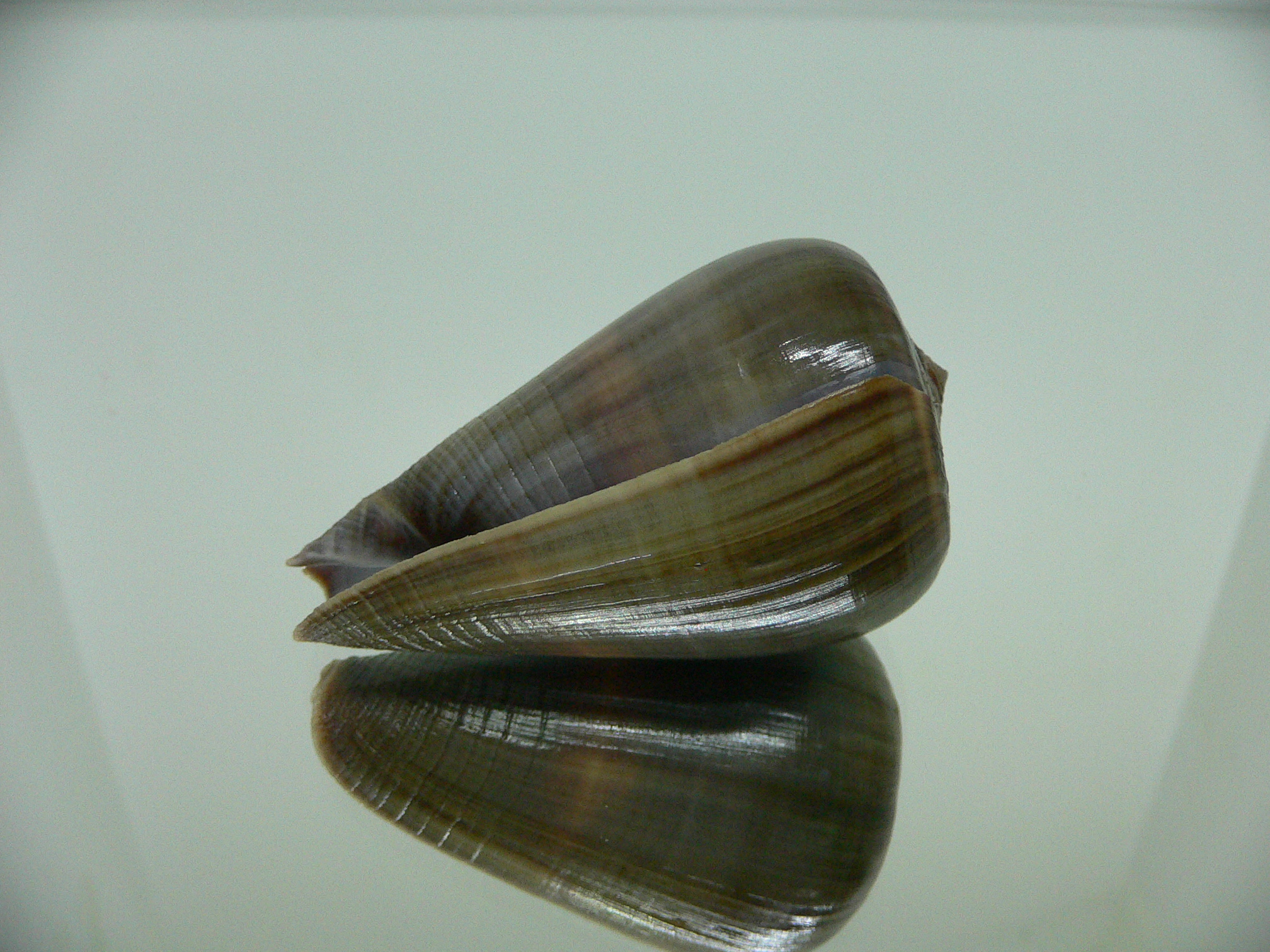Conus loroisii