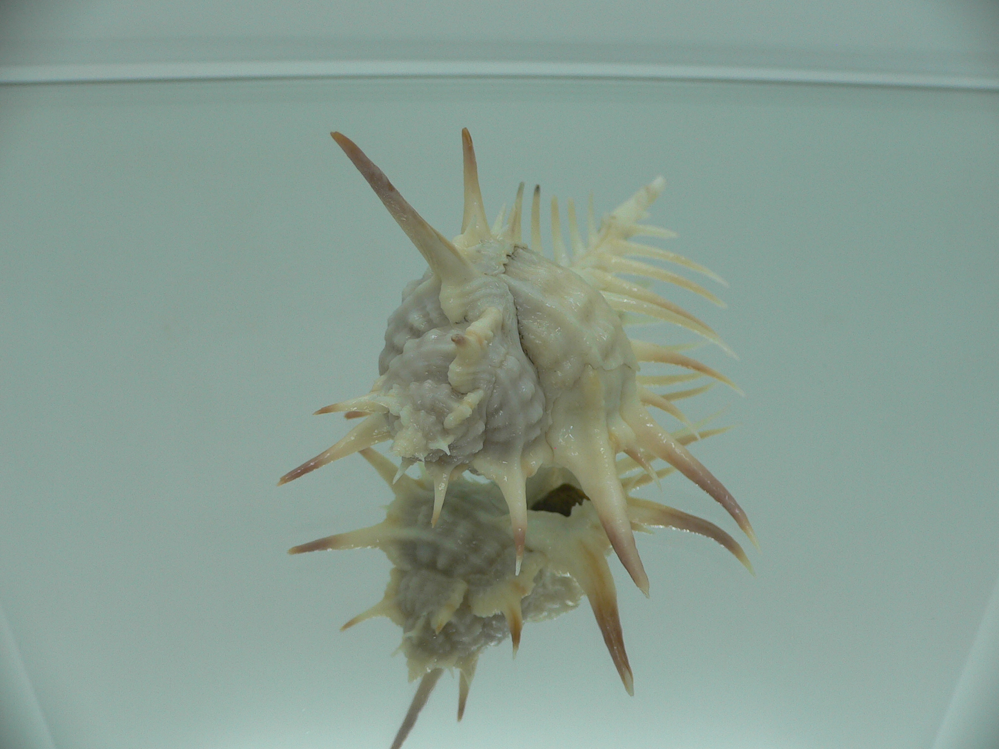 Murex ternispina WIDE & THORN