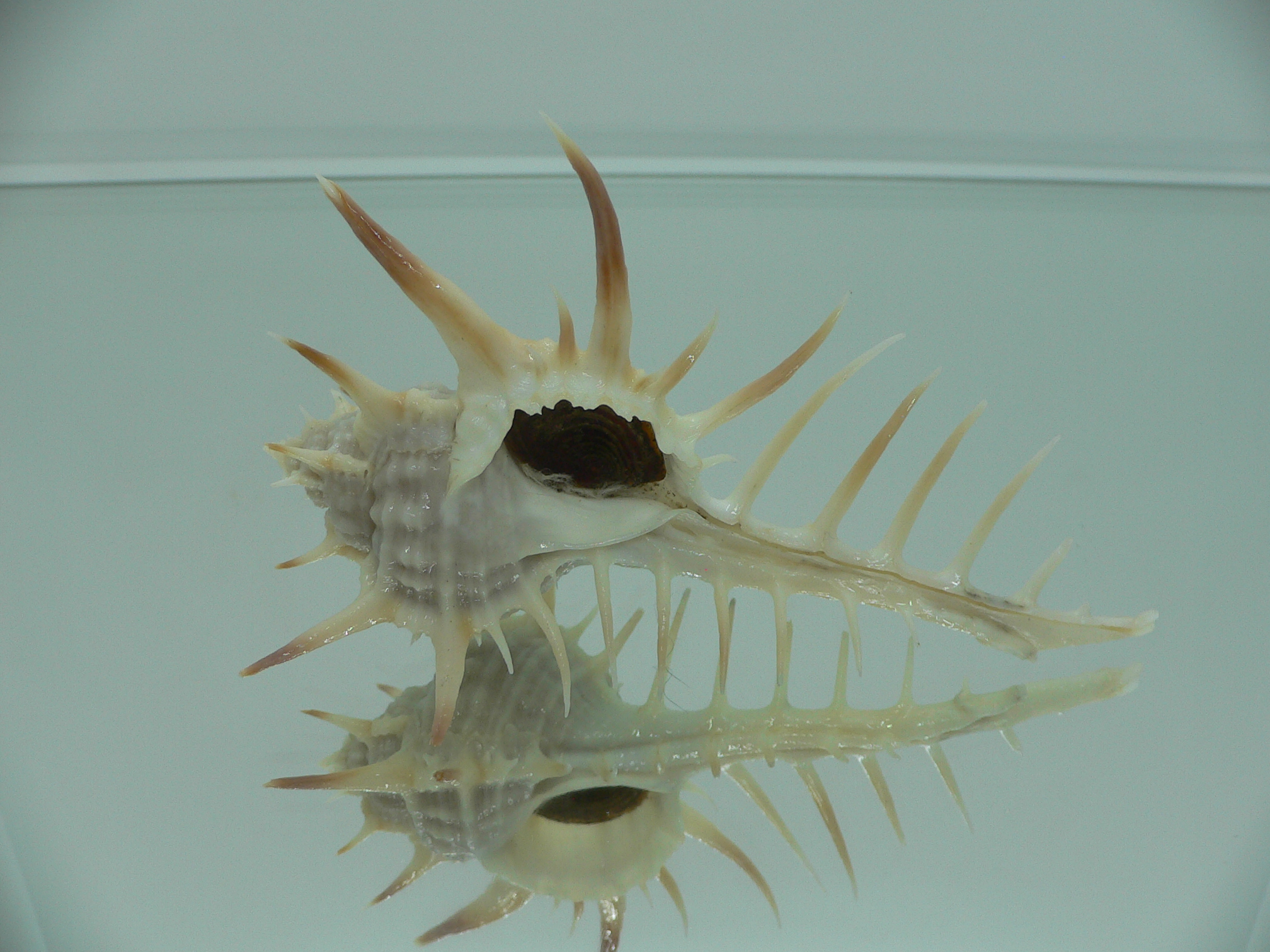 Murex ternispina WIDE & THORN