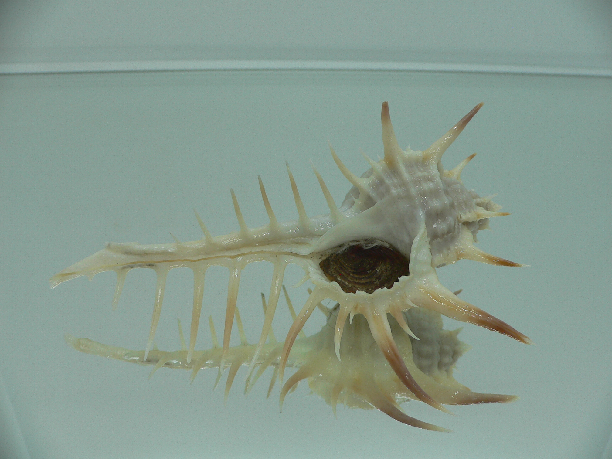 Murex ternispina WIDE & THORN