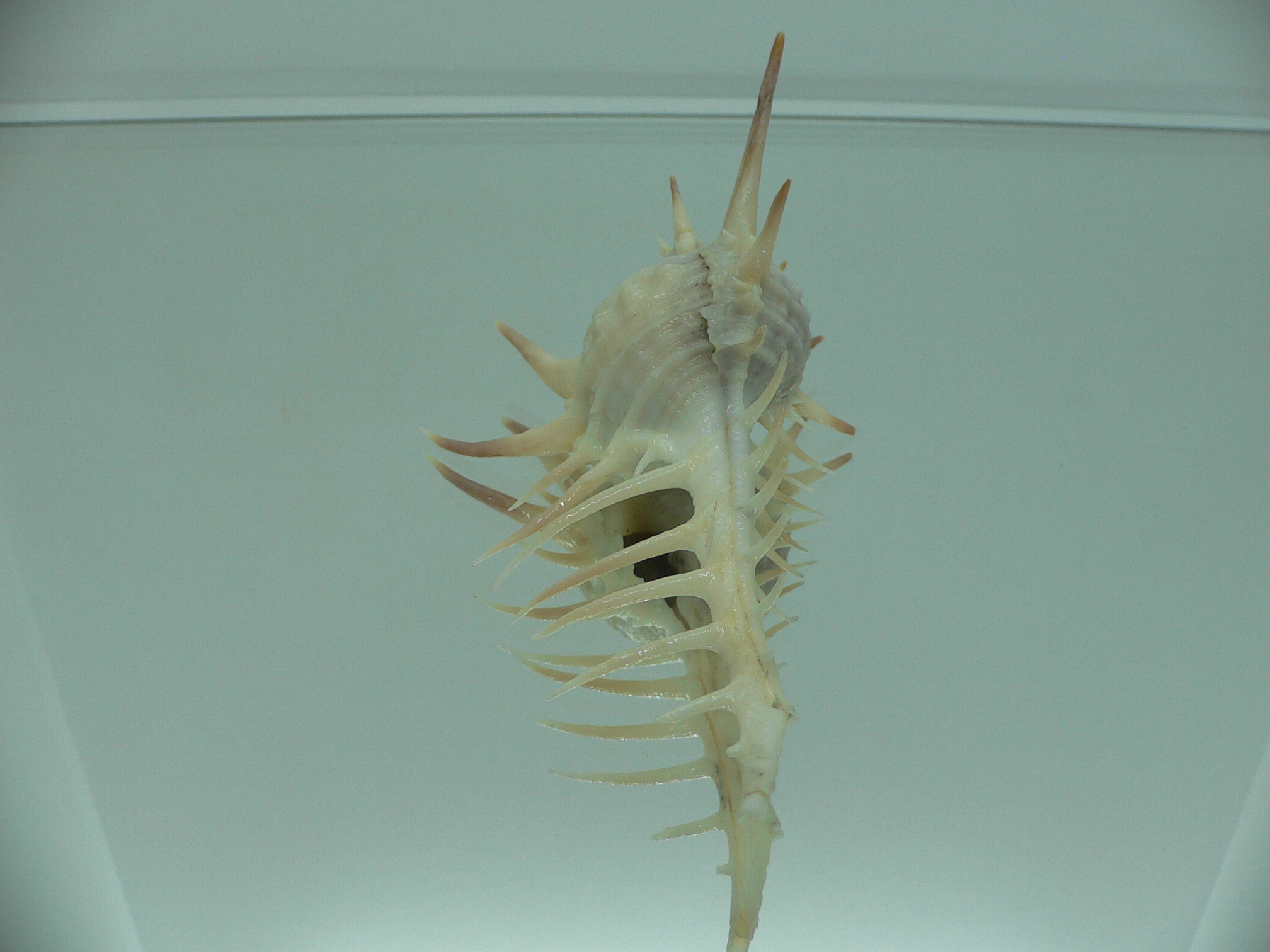 Murex ternispina WIDE & THORN