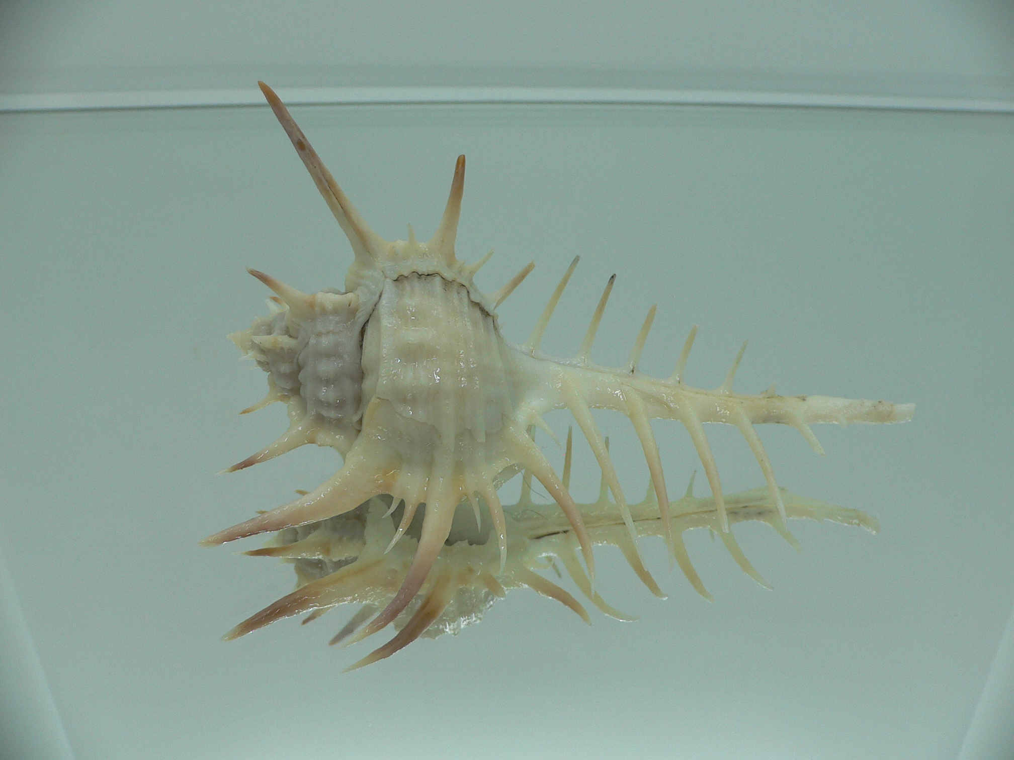 Murex ternispina WIDE & THORN