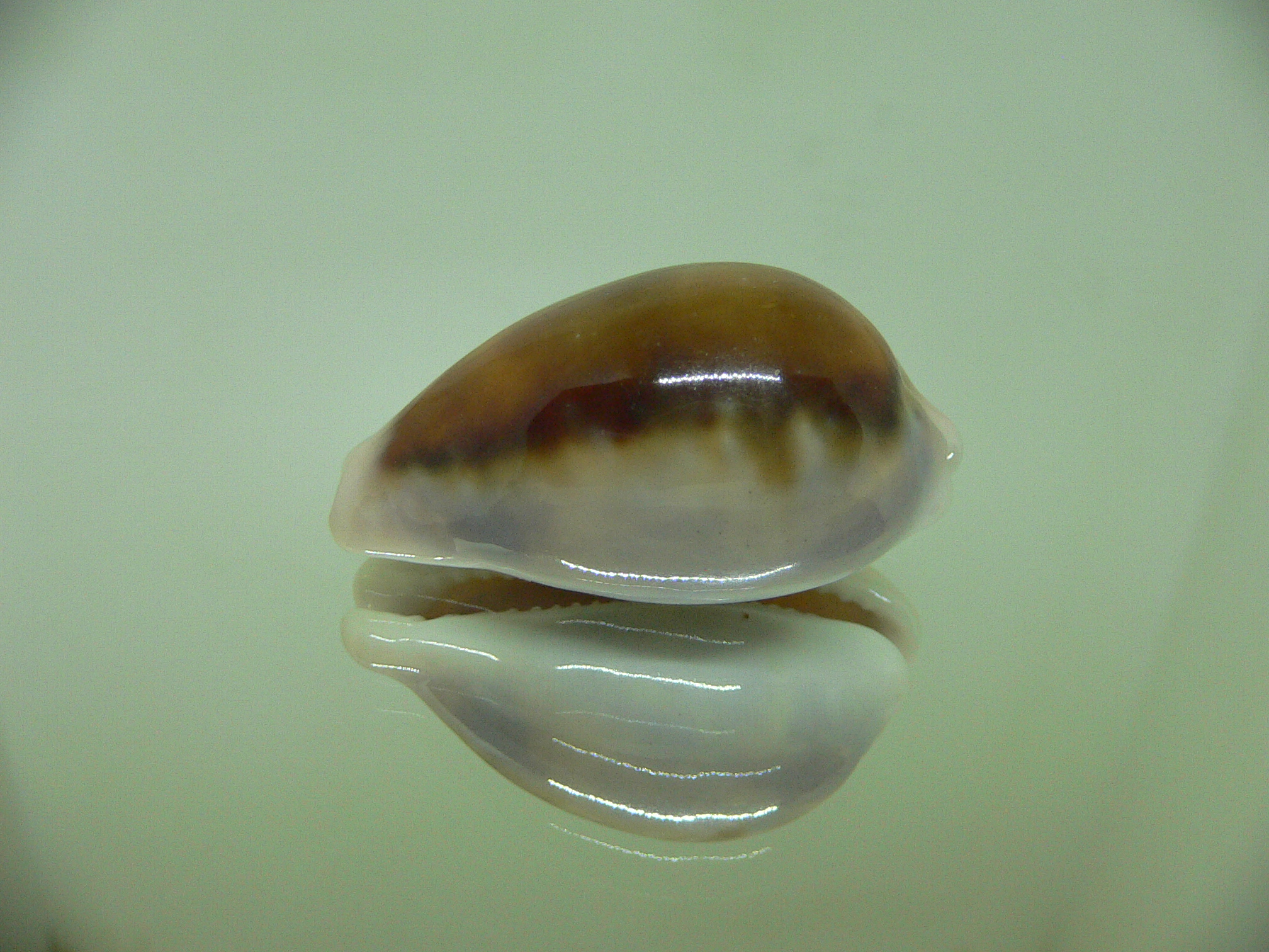 Cypraea spadicea HADSOME