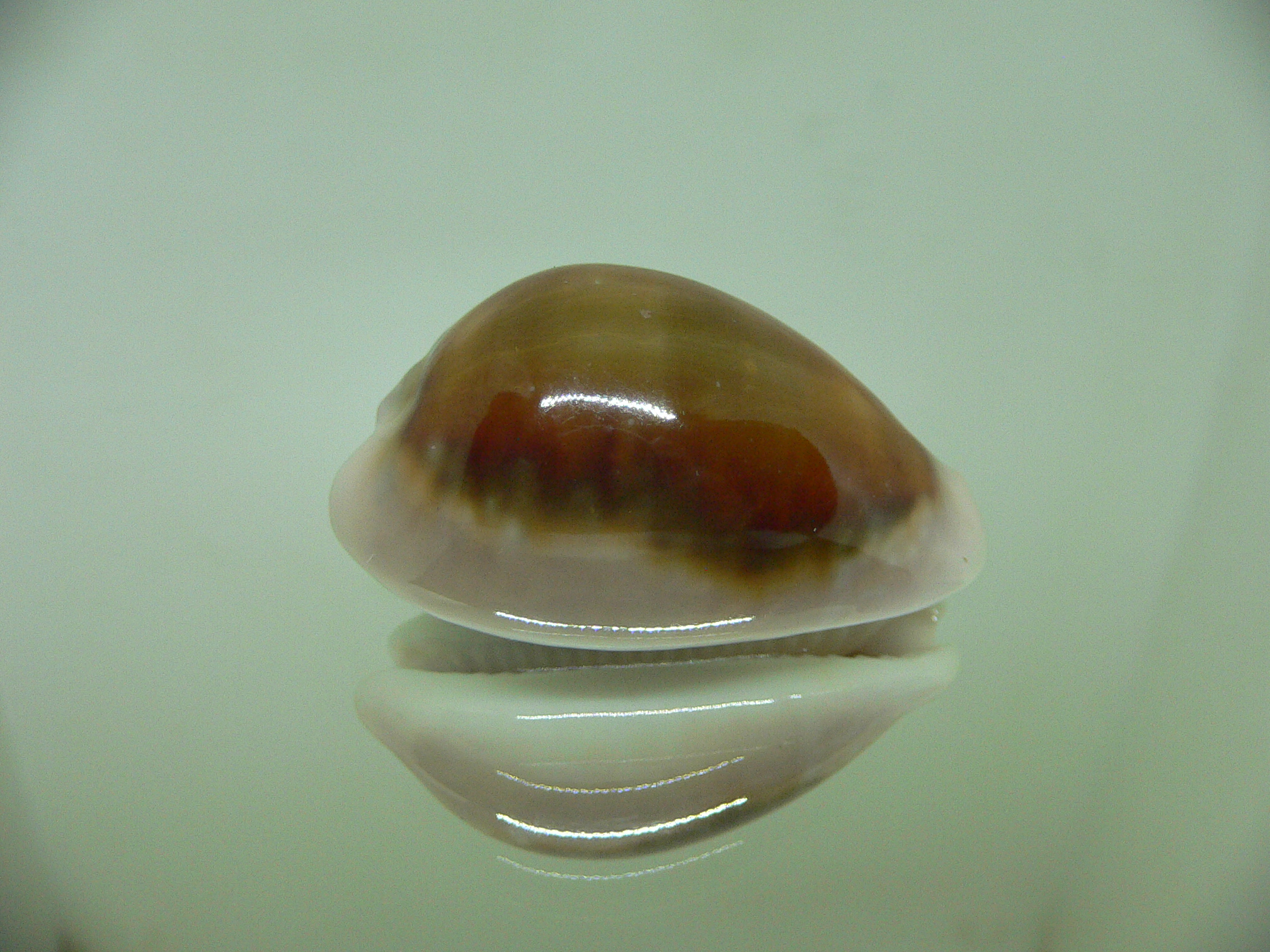 Cypraea spadicea HADSOME