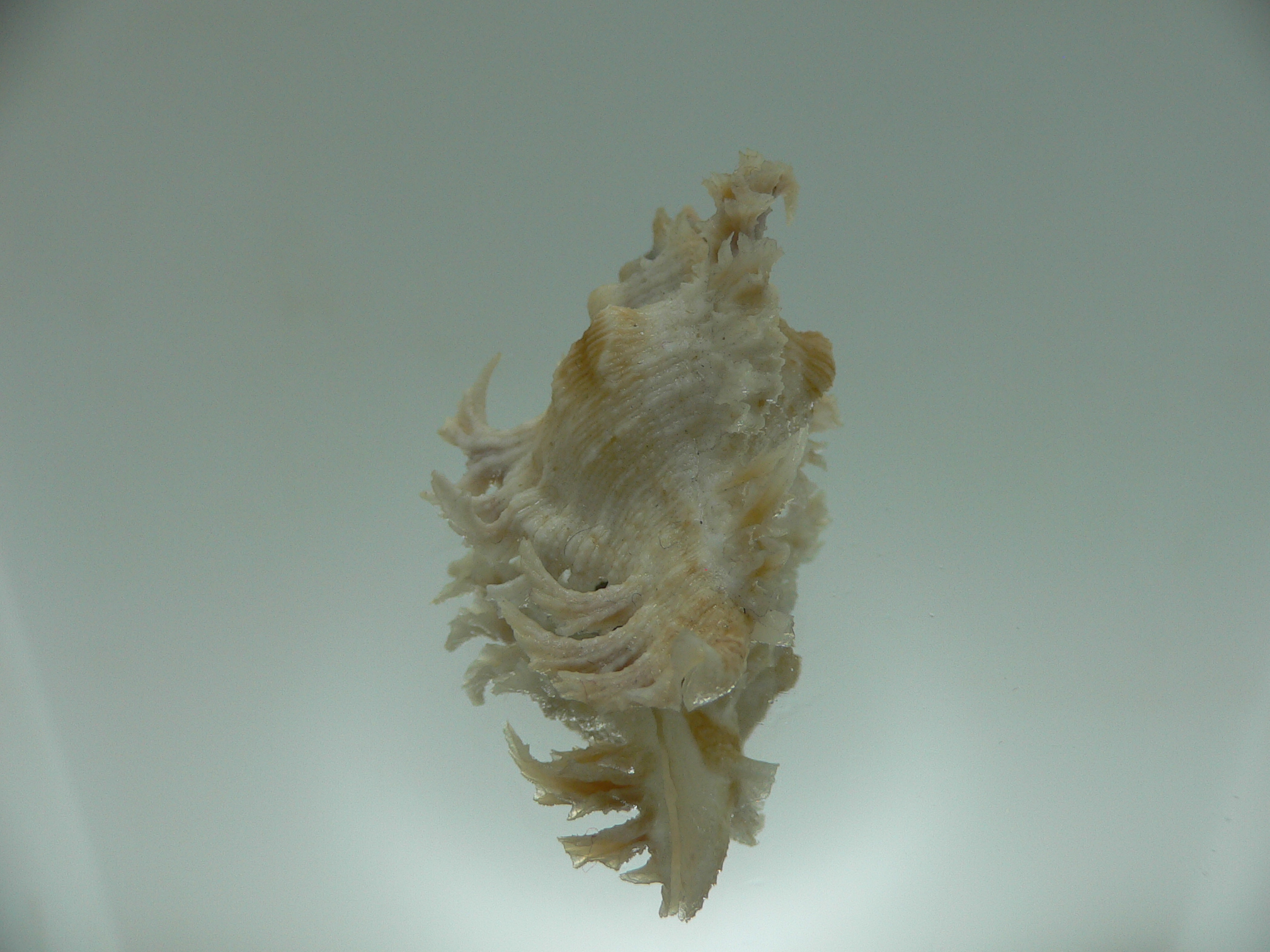 Chicoreus nobilis WHITE