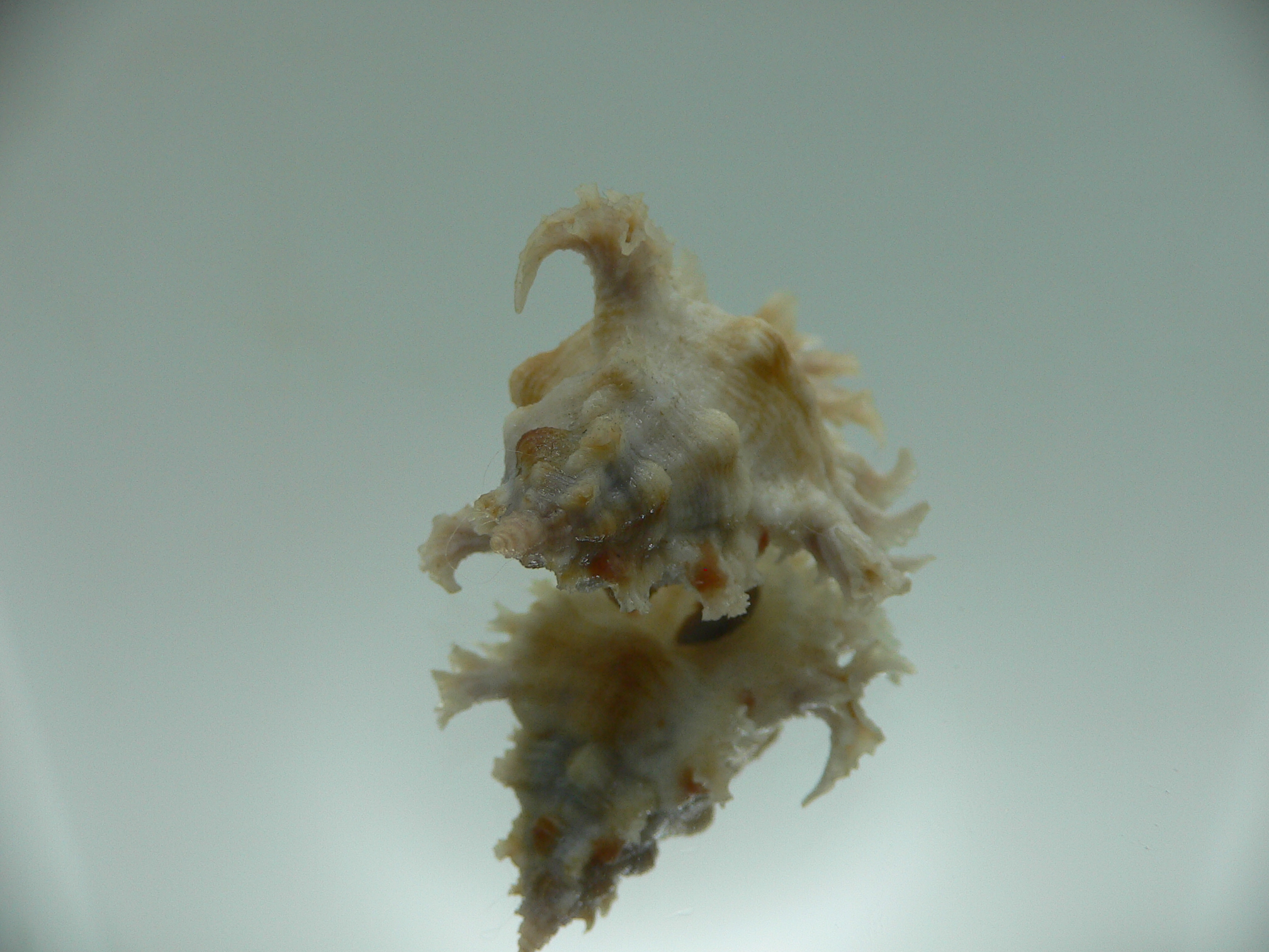 Chicoreus nobilis WHITE