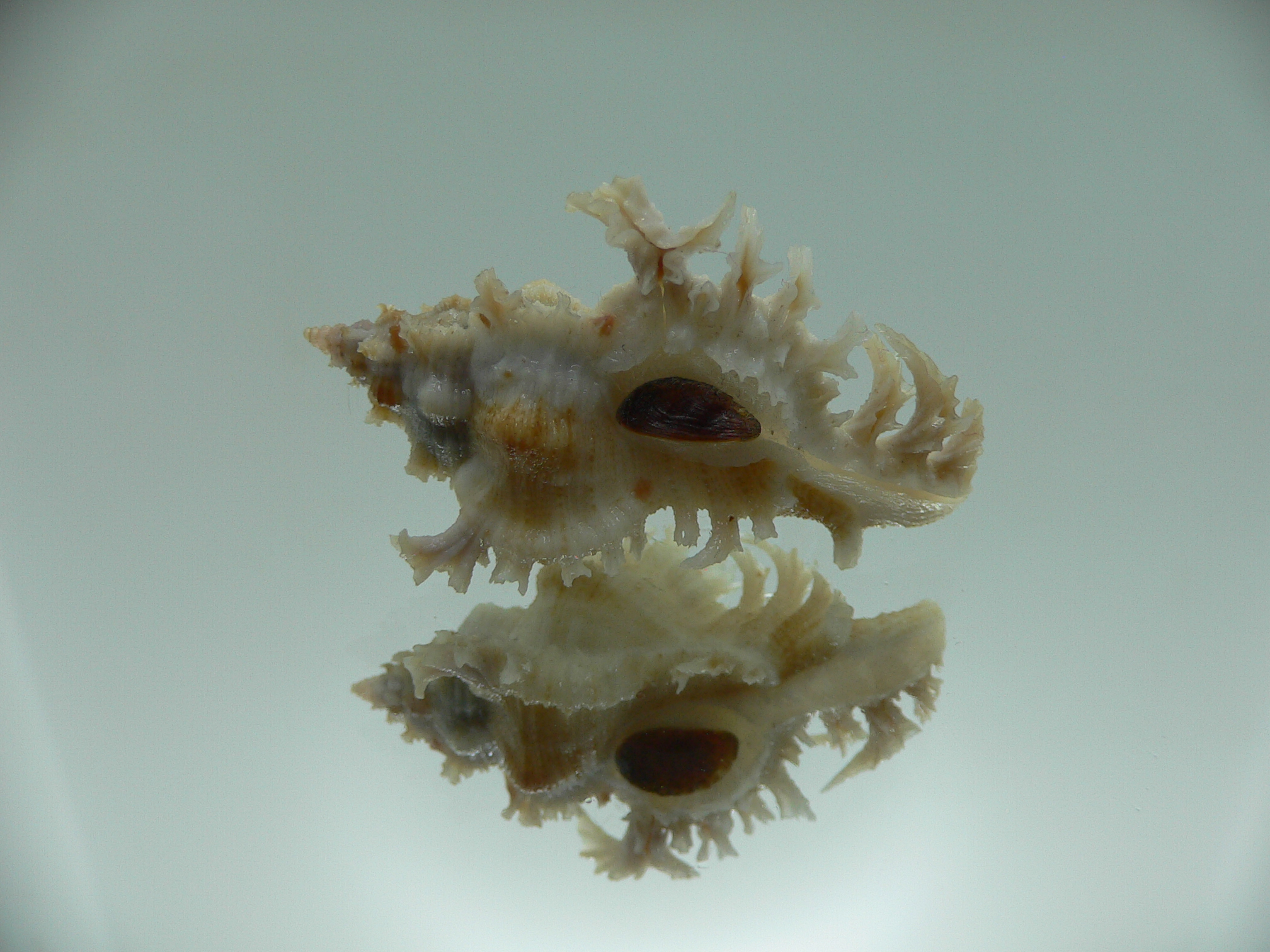 Chicoreus nobilis WHITE