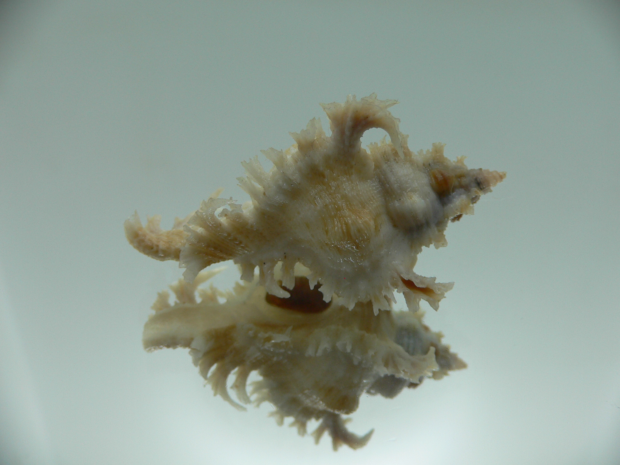 Chicoreus nobilis WHITE