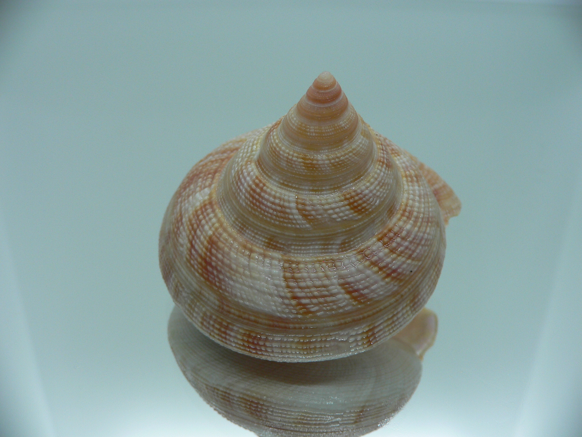 Mikadotrochus hirasei hirasei DWARF