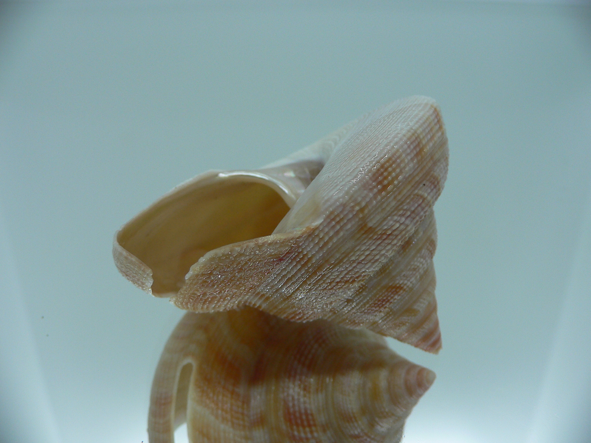 Mikadotrochus hirasei hirasei DWARF