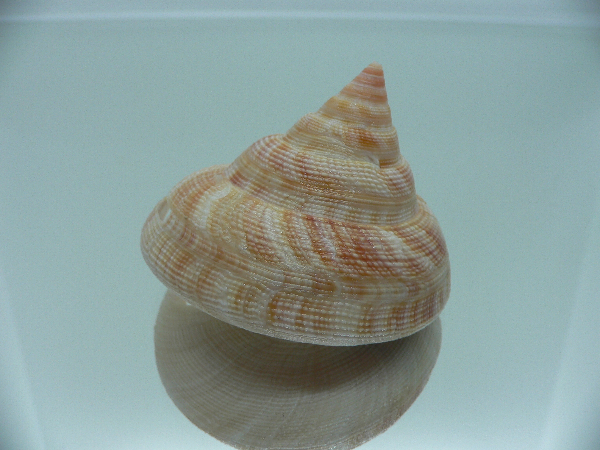 Mikadotrochus hirasei hirasei DWARF