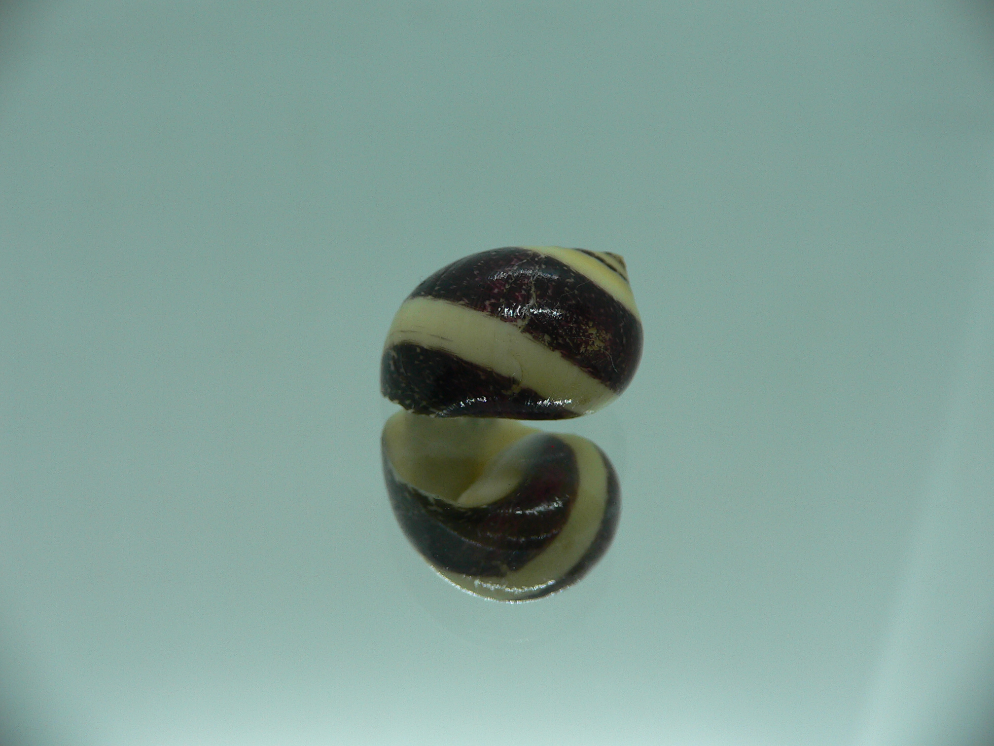 Neritina waigiensis COLOR