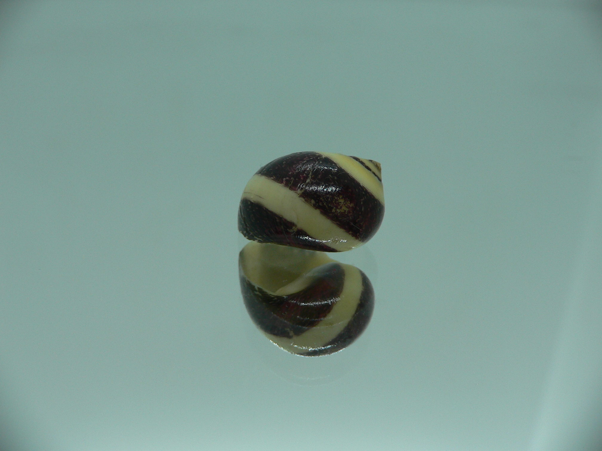 Neritina waigiensis COLOR