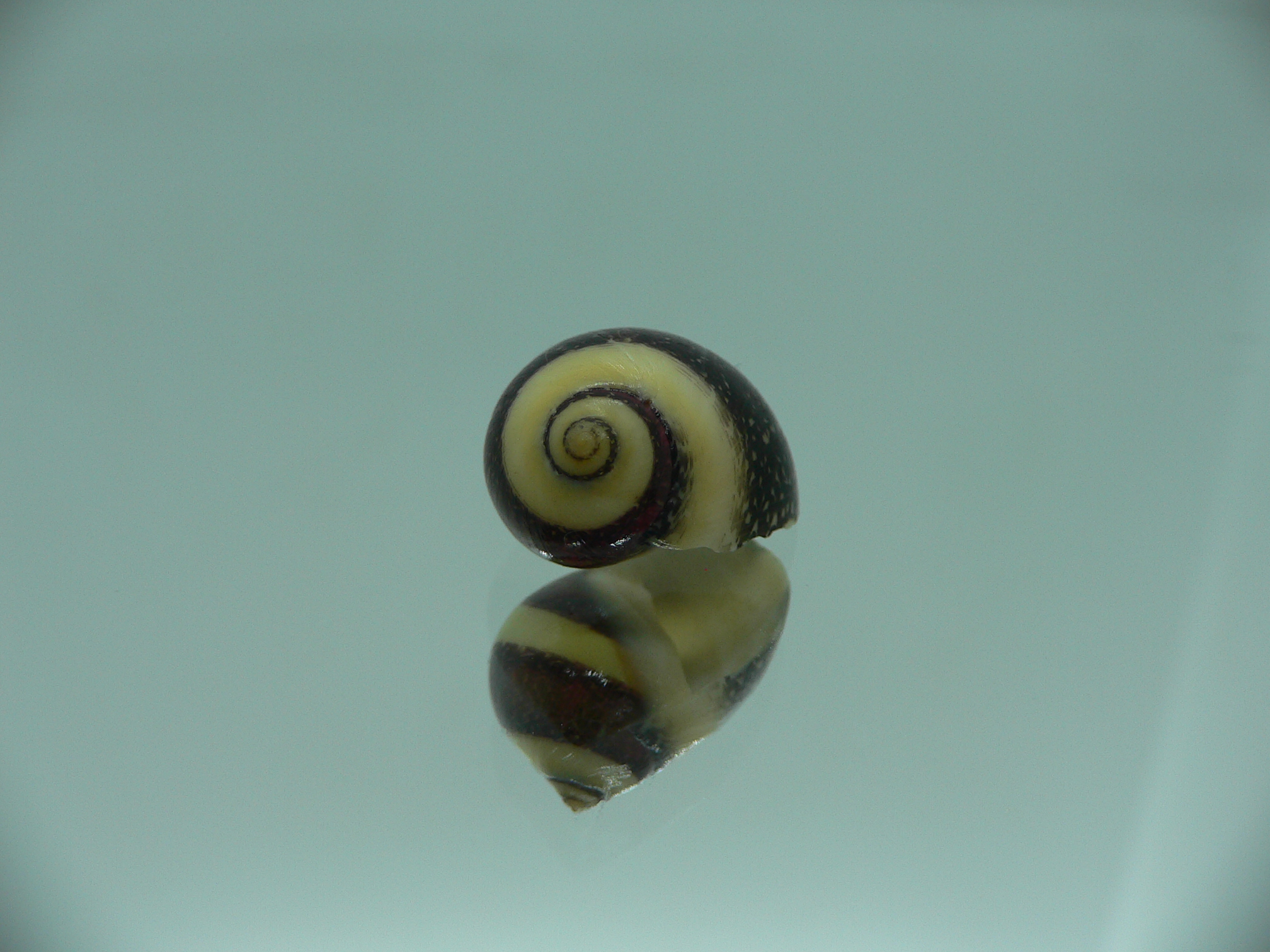 Neritina waigiensis COLOR