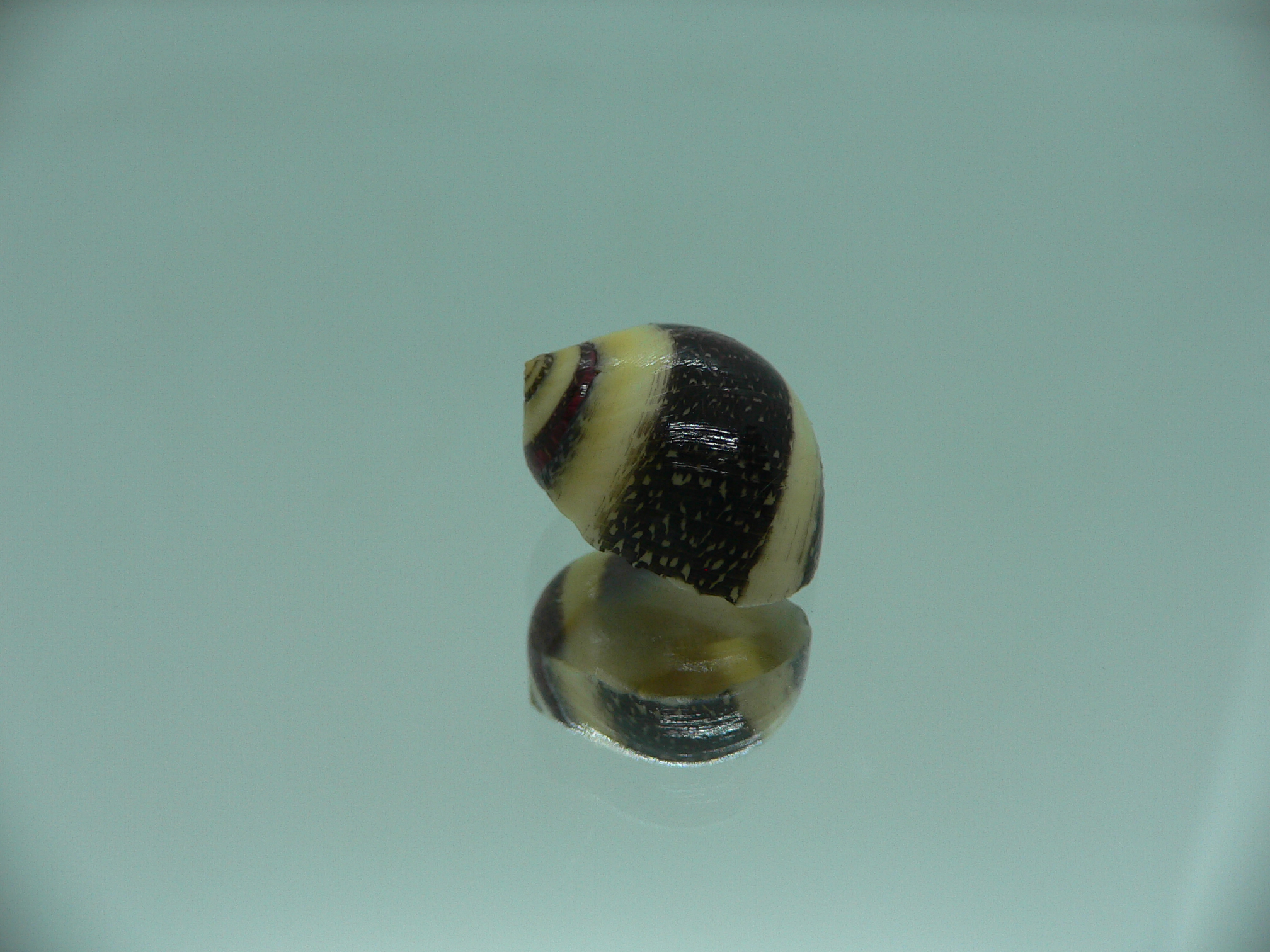 Neritina waigiensis COLOR