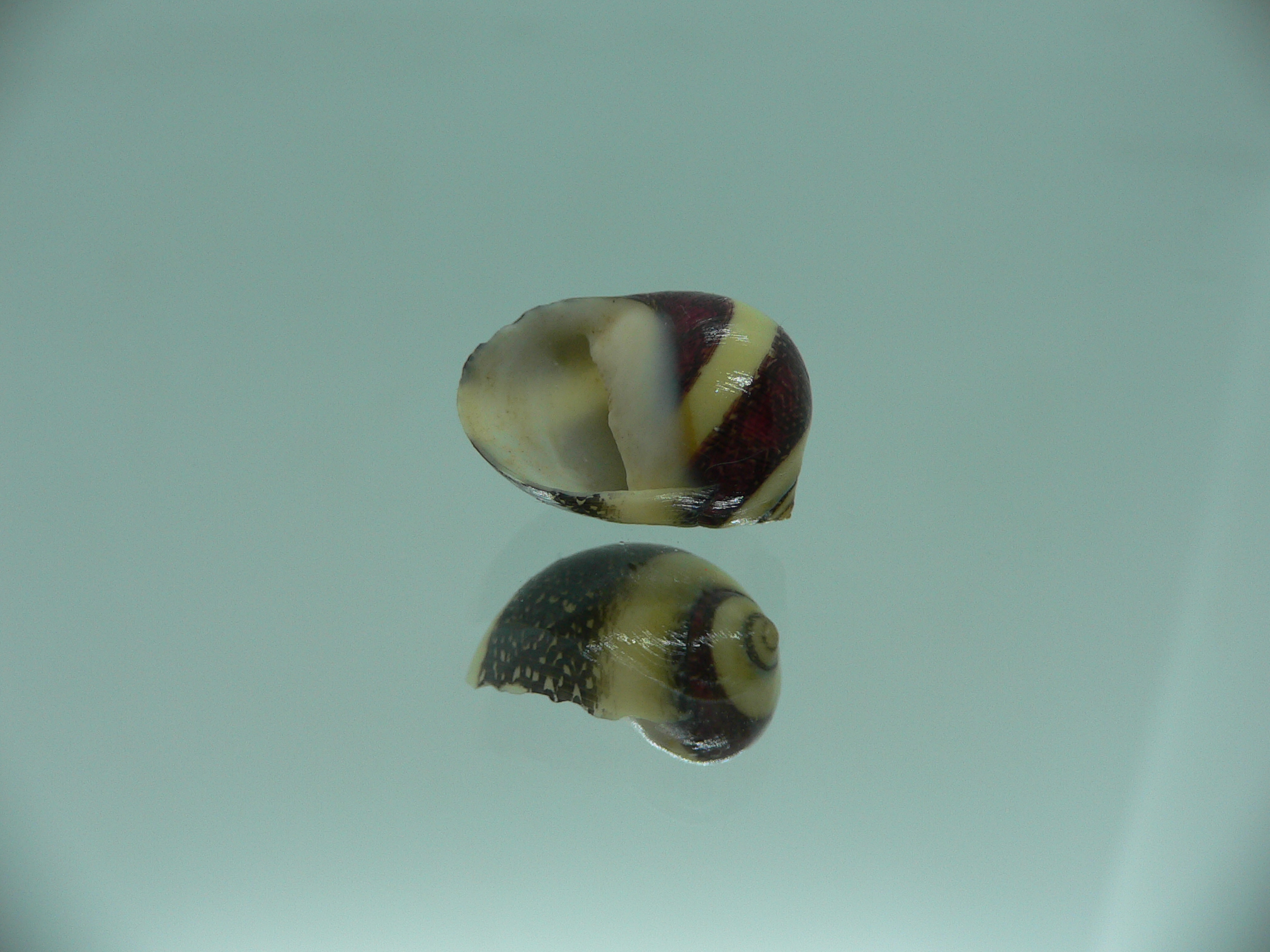 Neritina waigiensis COLOR
