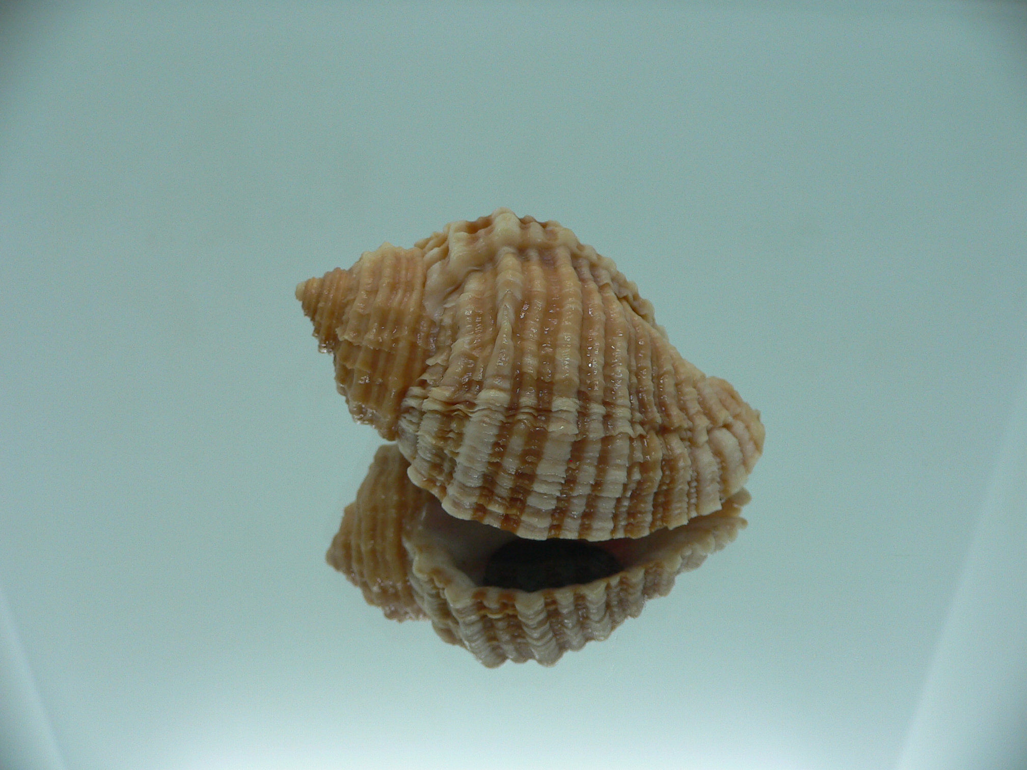 Nucella freycinetii elongata (var.) GOLD COLORS