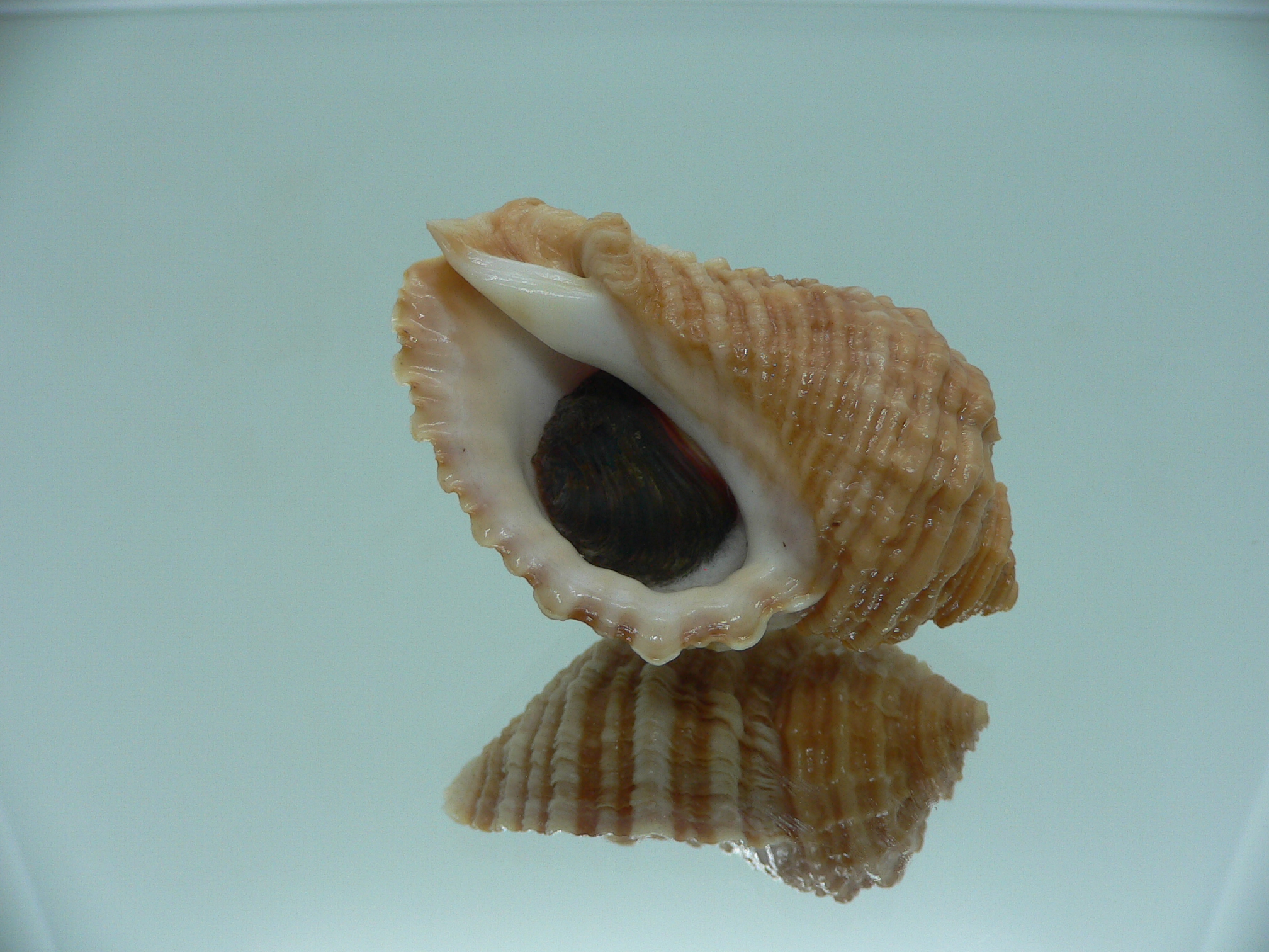 Nucella freycinetii elongata (var.) GOLD COLORS
