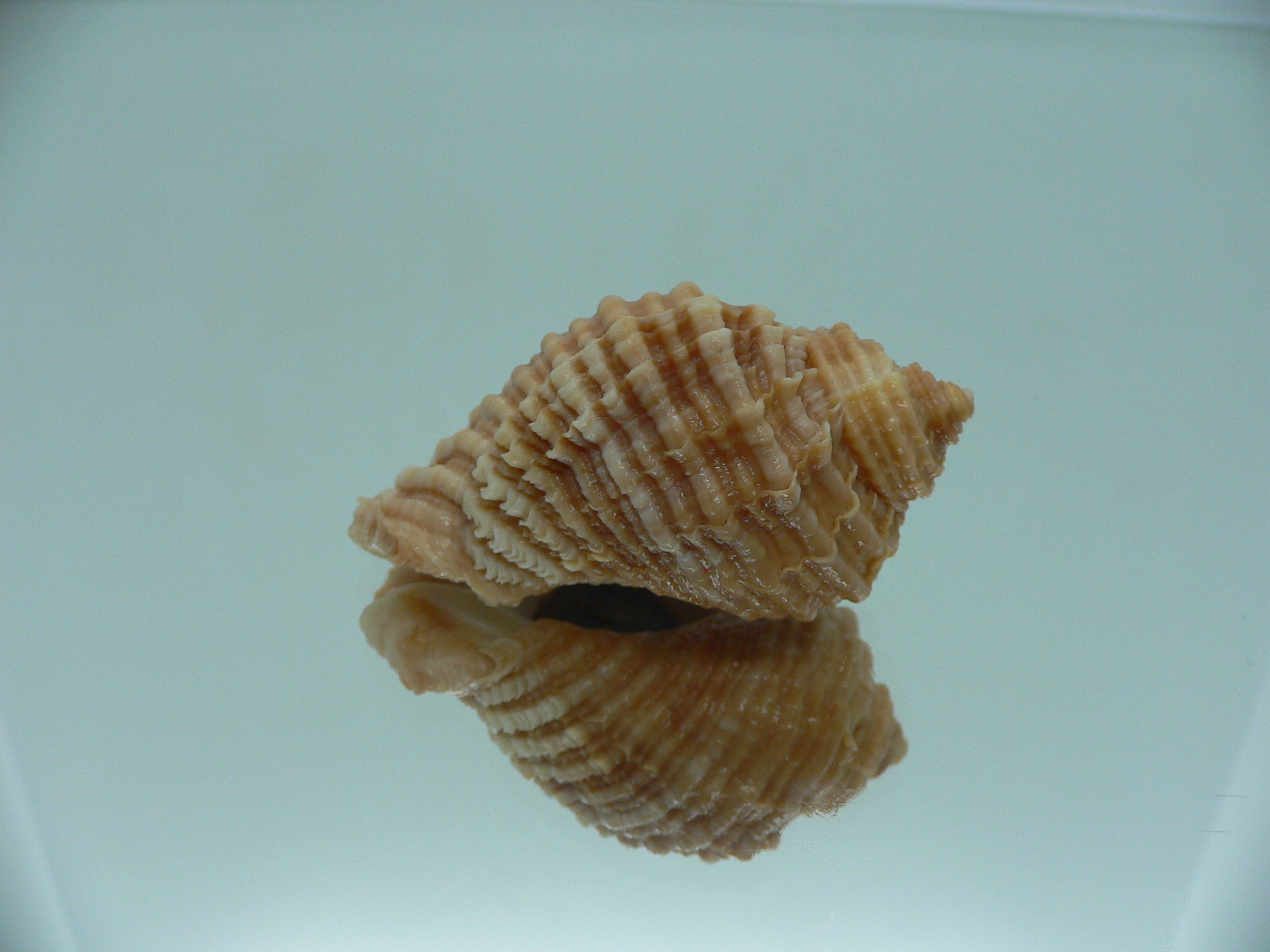 Nucella freycinetii elongata (var.) GOLD COLORS