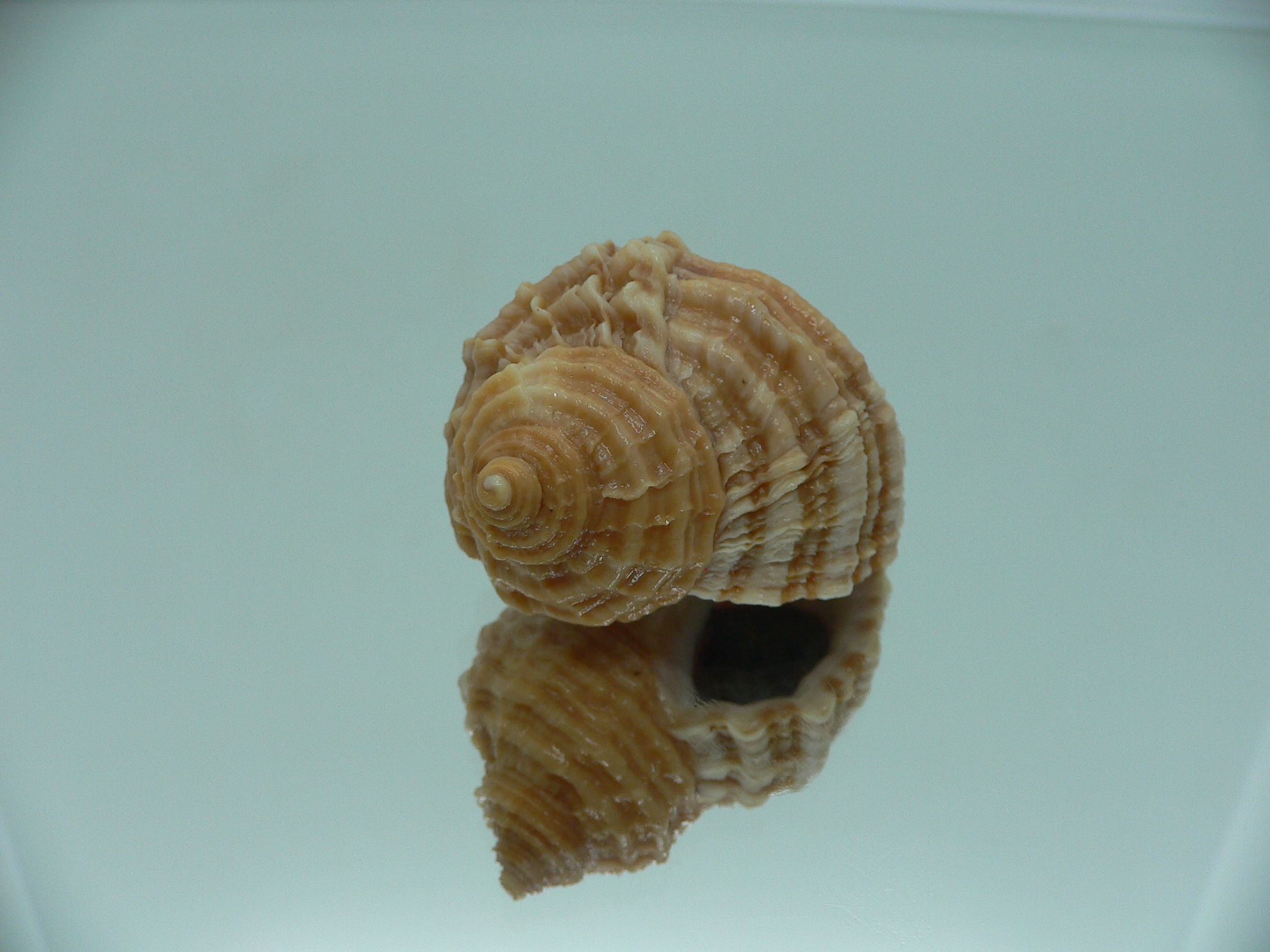 Nucella freycinetii elongata (var.) GOLD COLORS