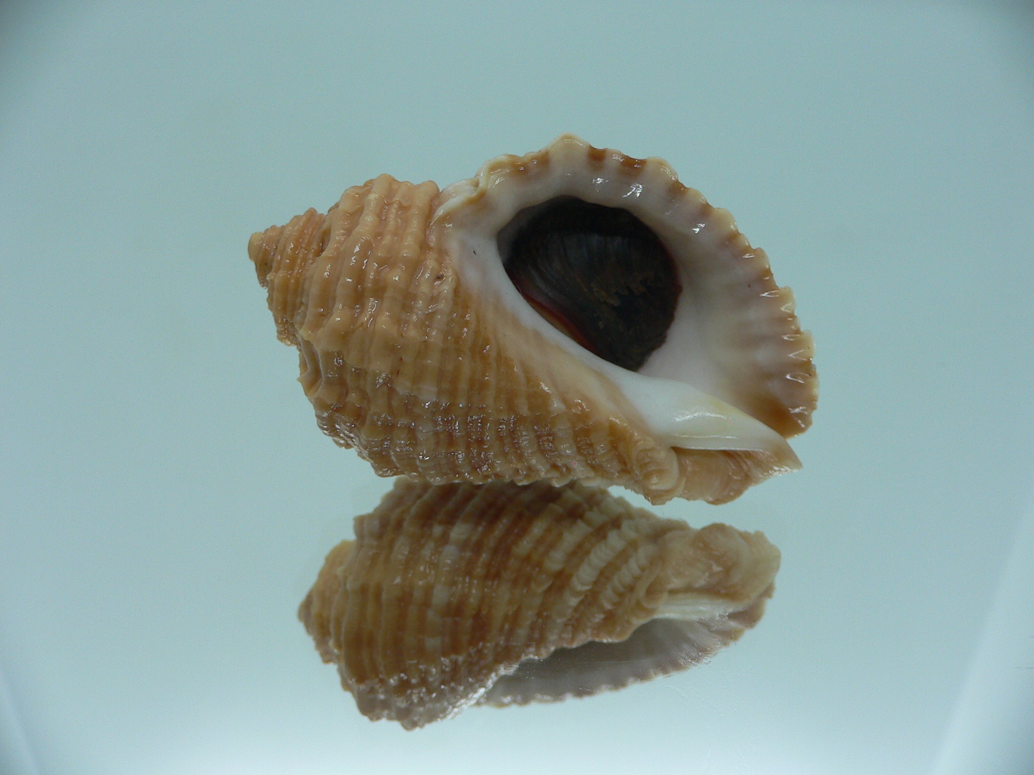 Nucella freycinetii elongata (var.) GOLD COLORS