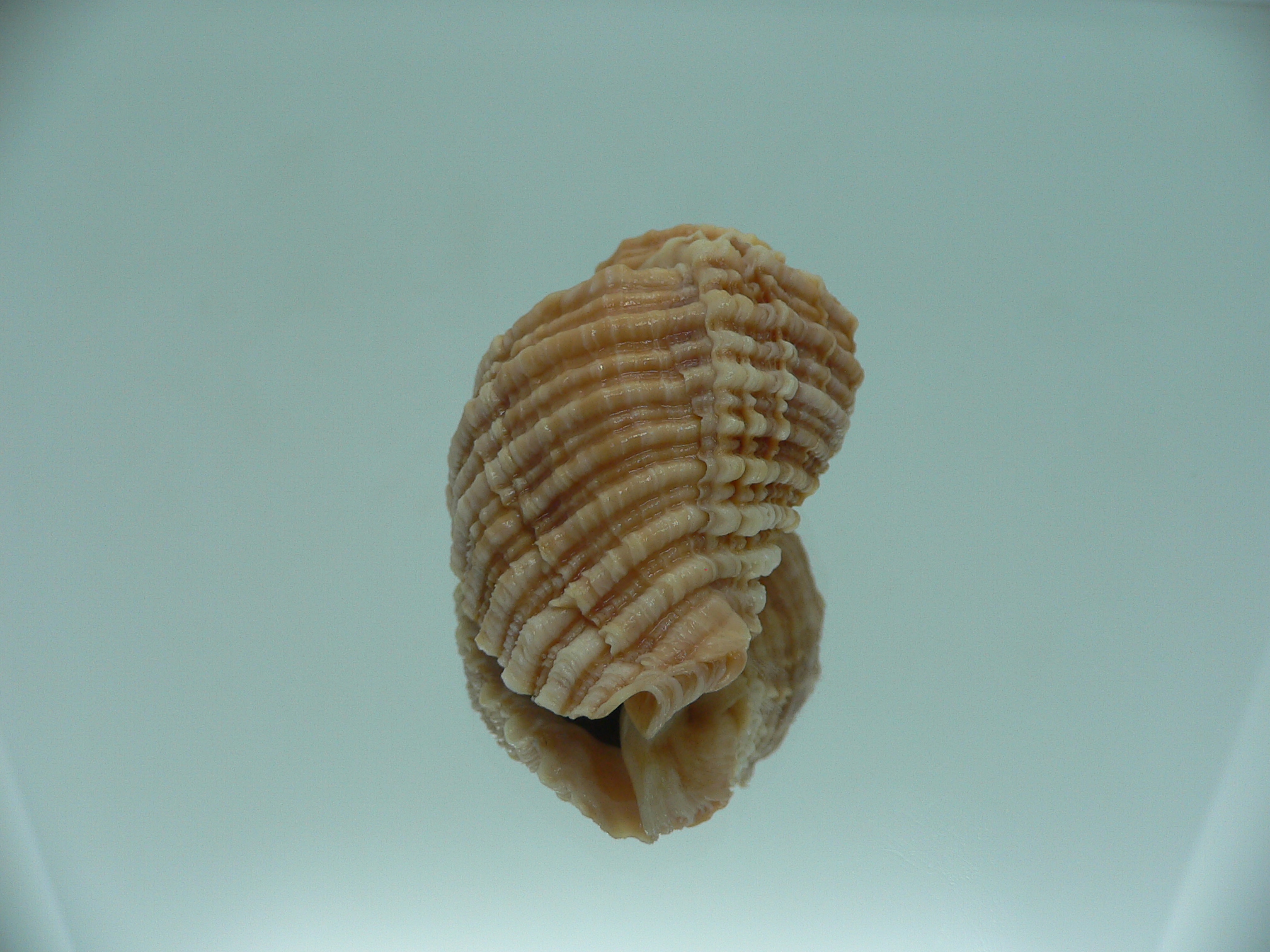 Nucella freycinetii elongata (var.) GOLD COLORS
