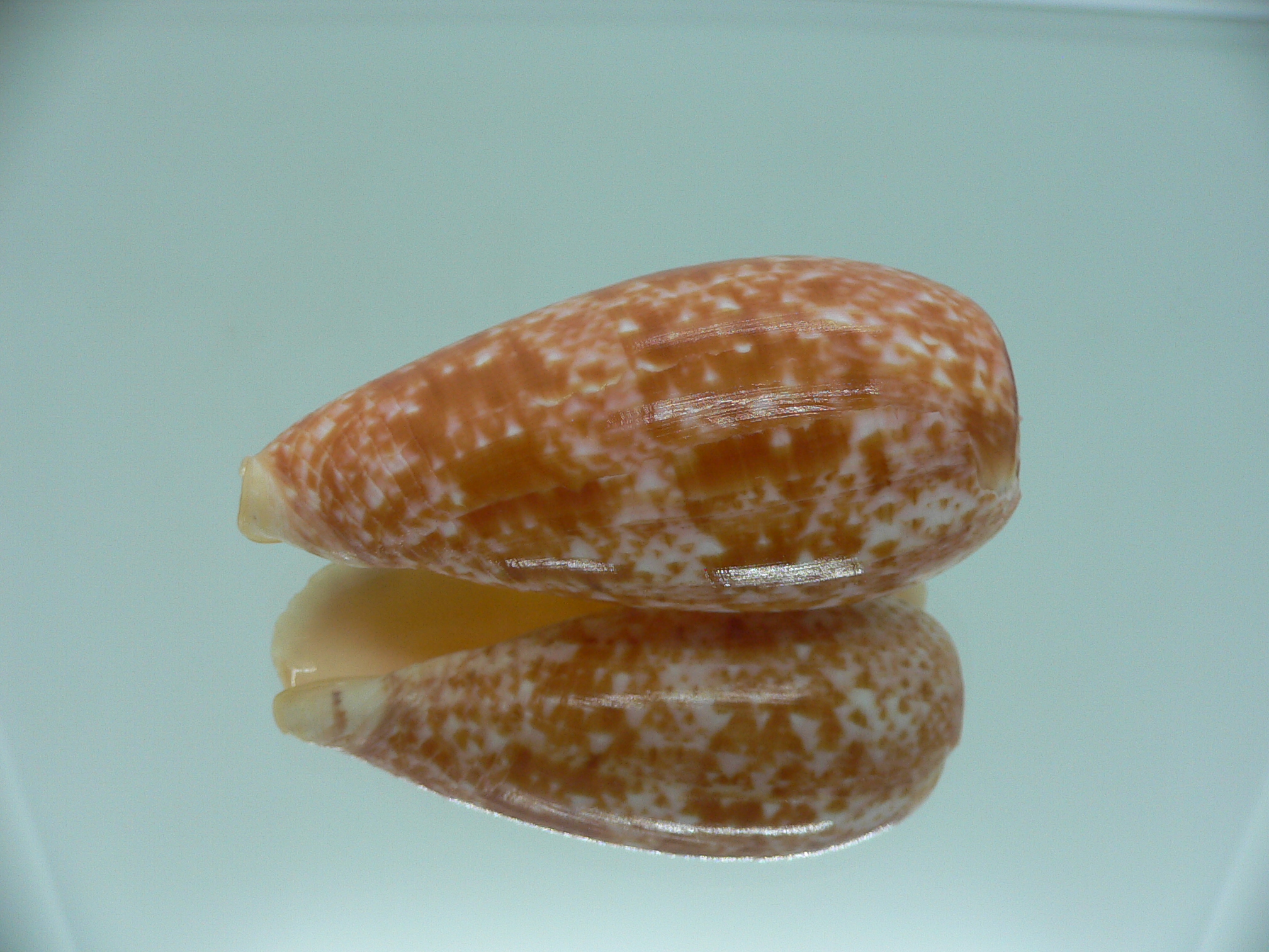 Conus bullatus WHITE LIP
