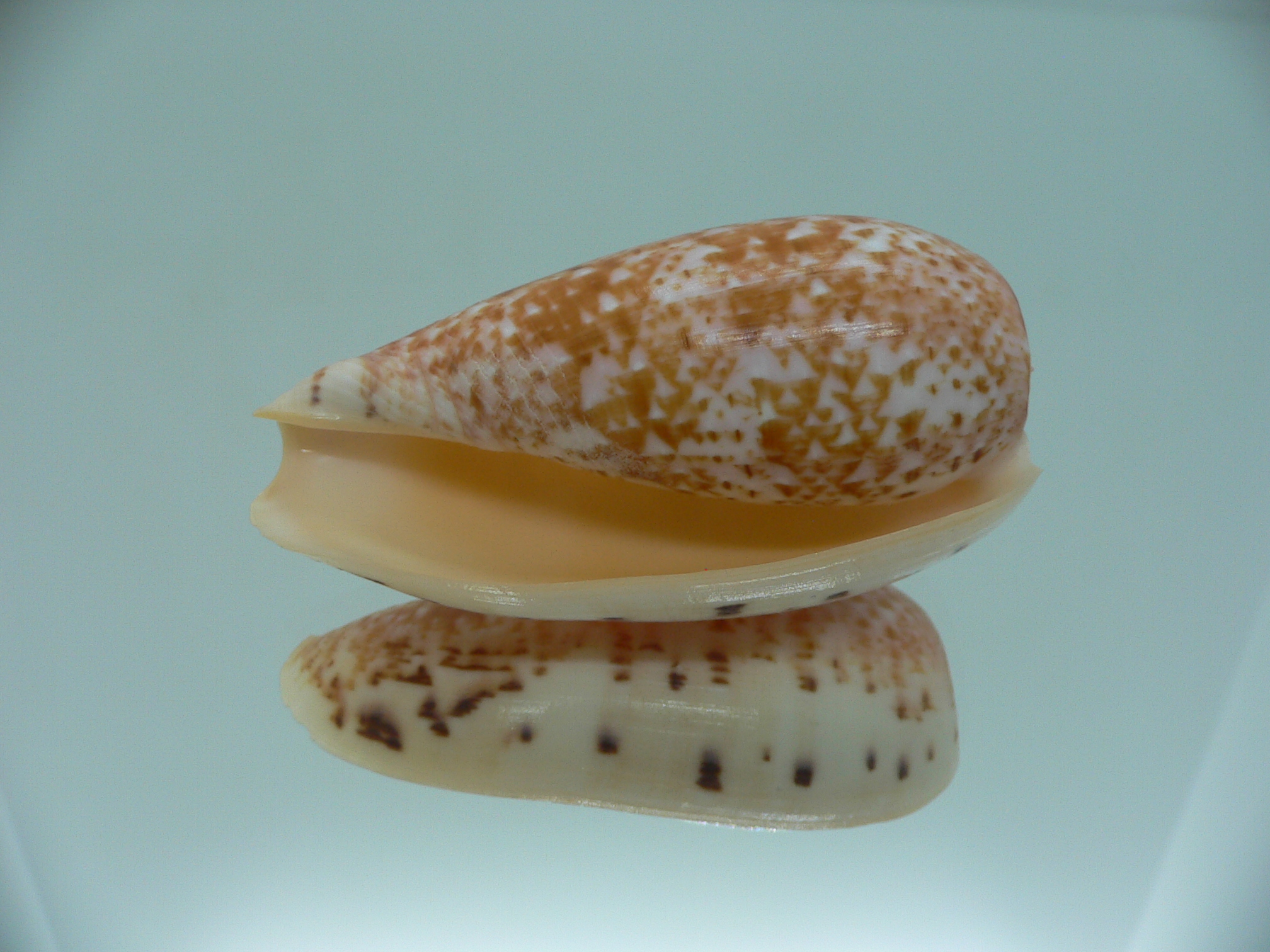 Conus bullatus WHITE LIP