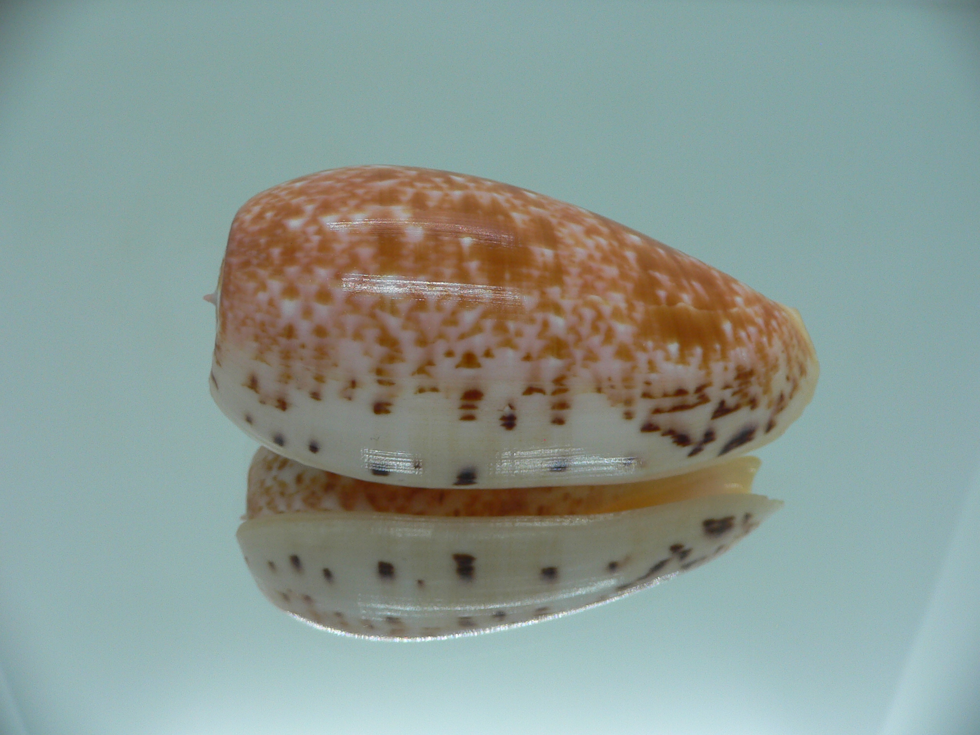 Conus bullatus WHITE LIP