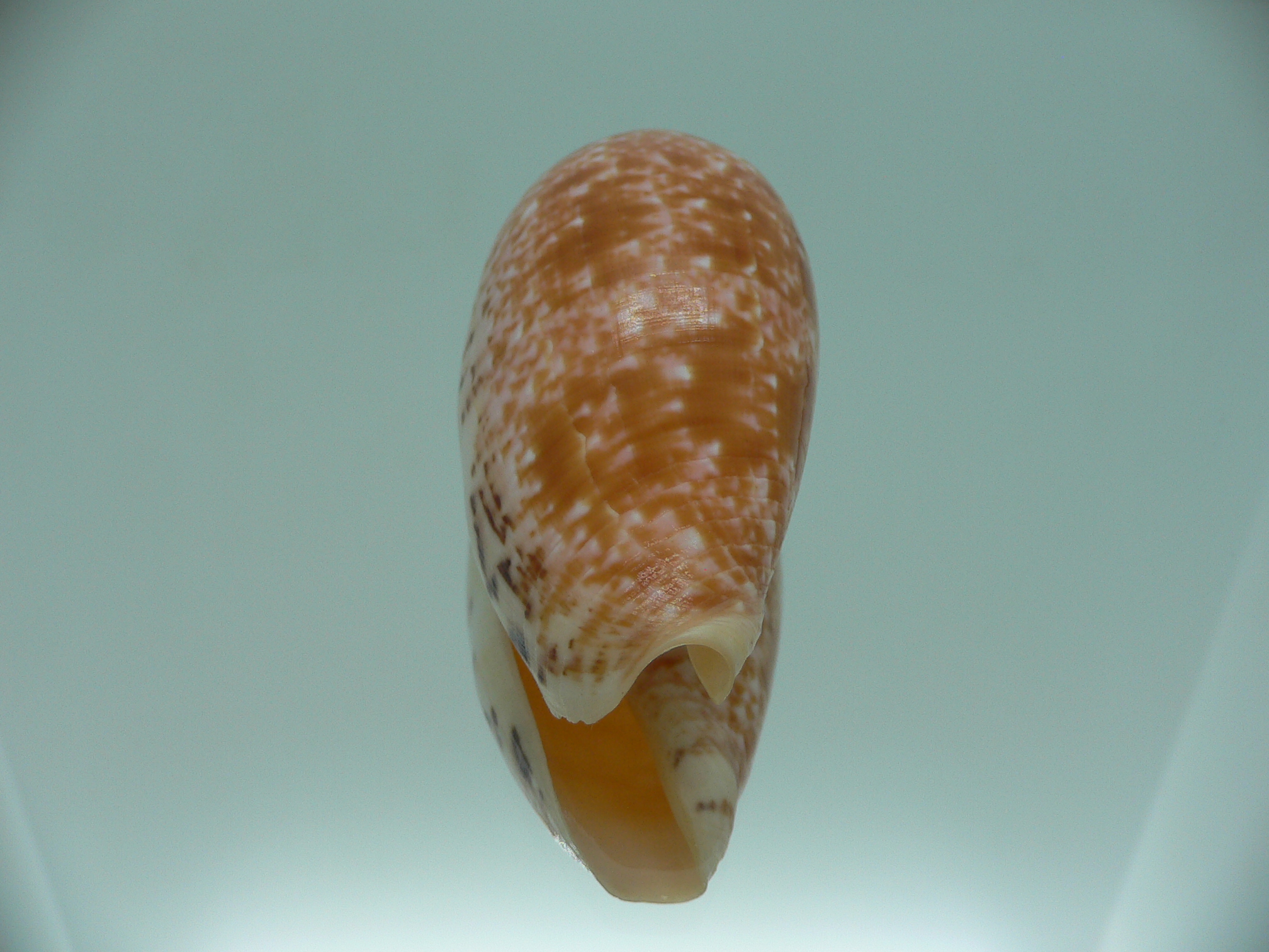 Conus bullatus WHITE LIP