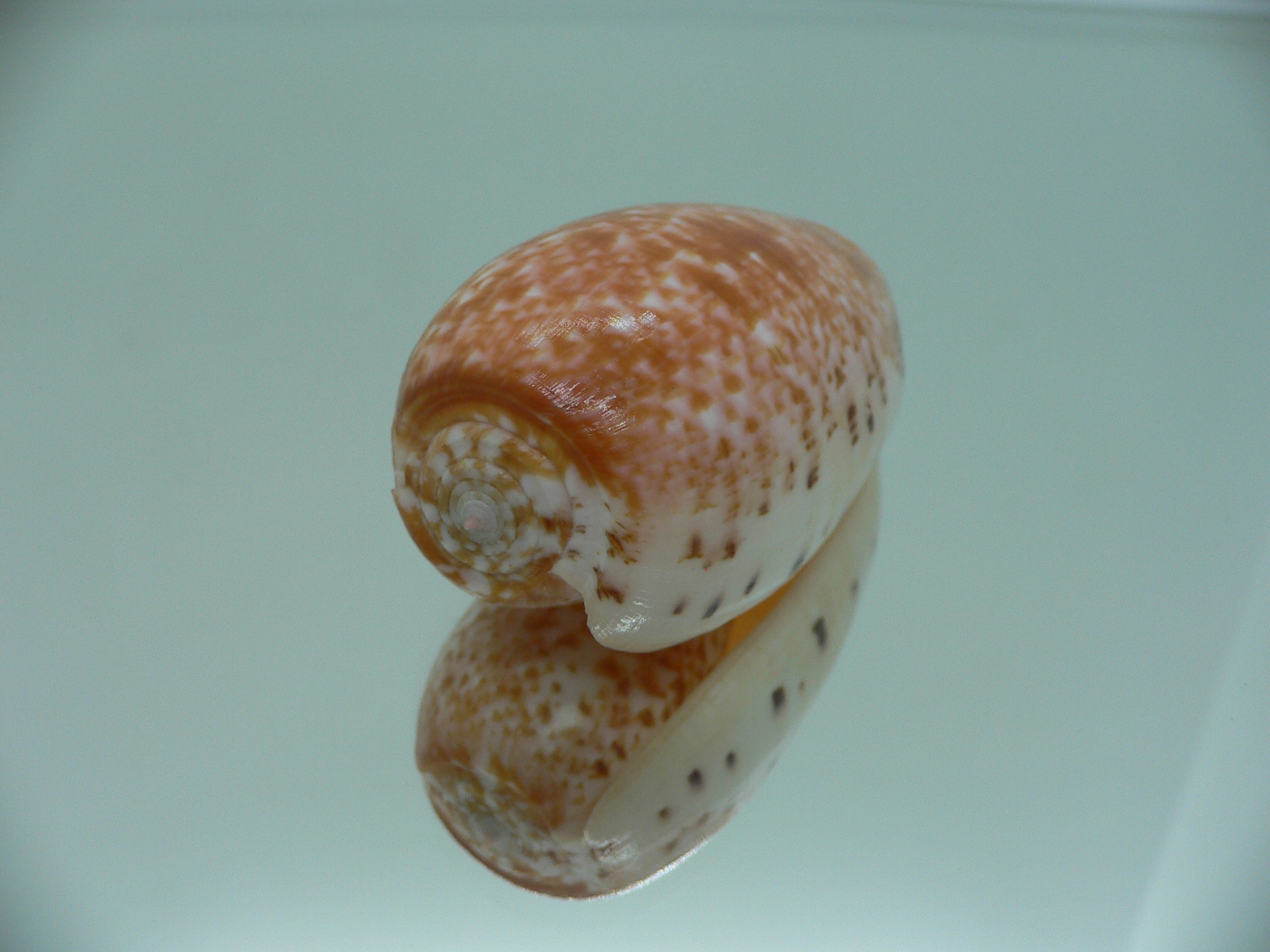 Conus bullatus WHITE LIP