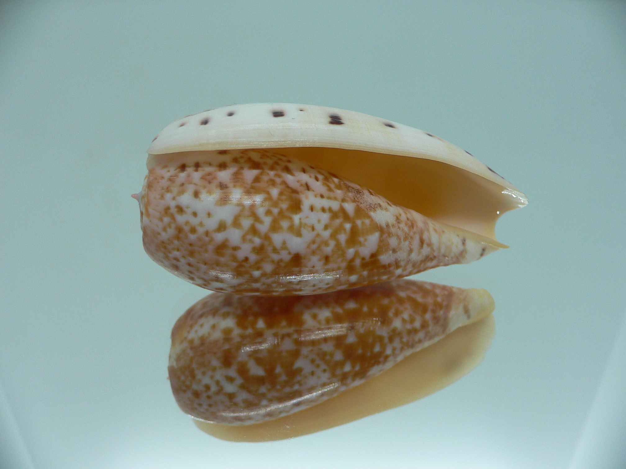 Conus bullatus WHITE LIP