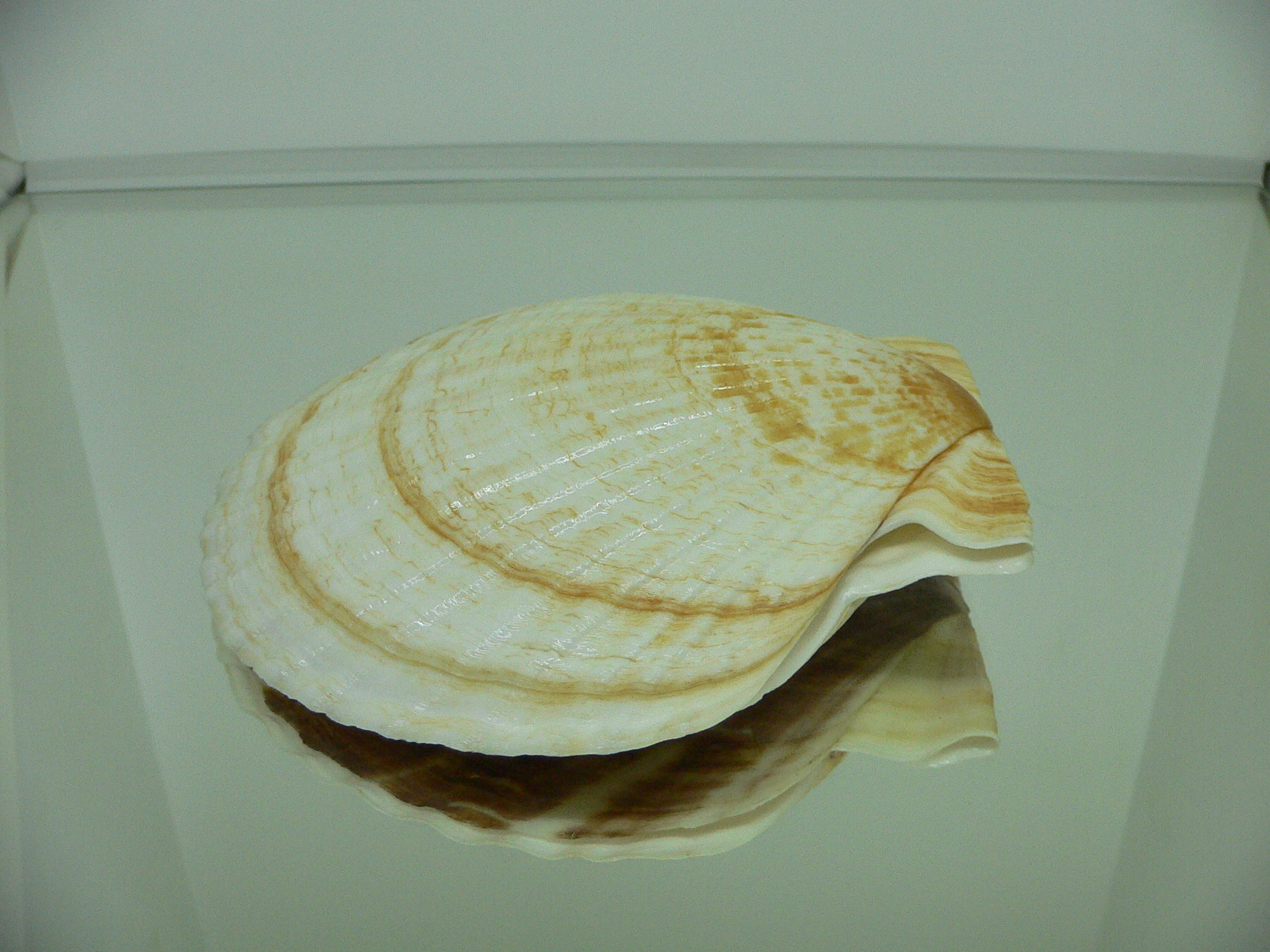 Patinopecten yessoensis POCKMARKED